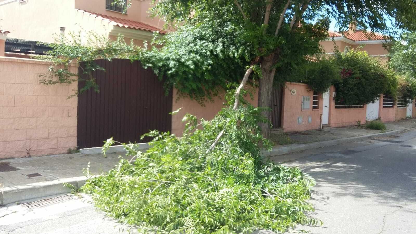 Una rama desprendida de un árbol, en una una imagen habitual en la zona, según los vecinos.