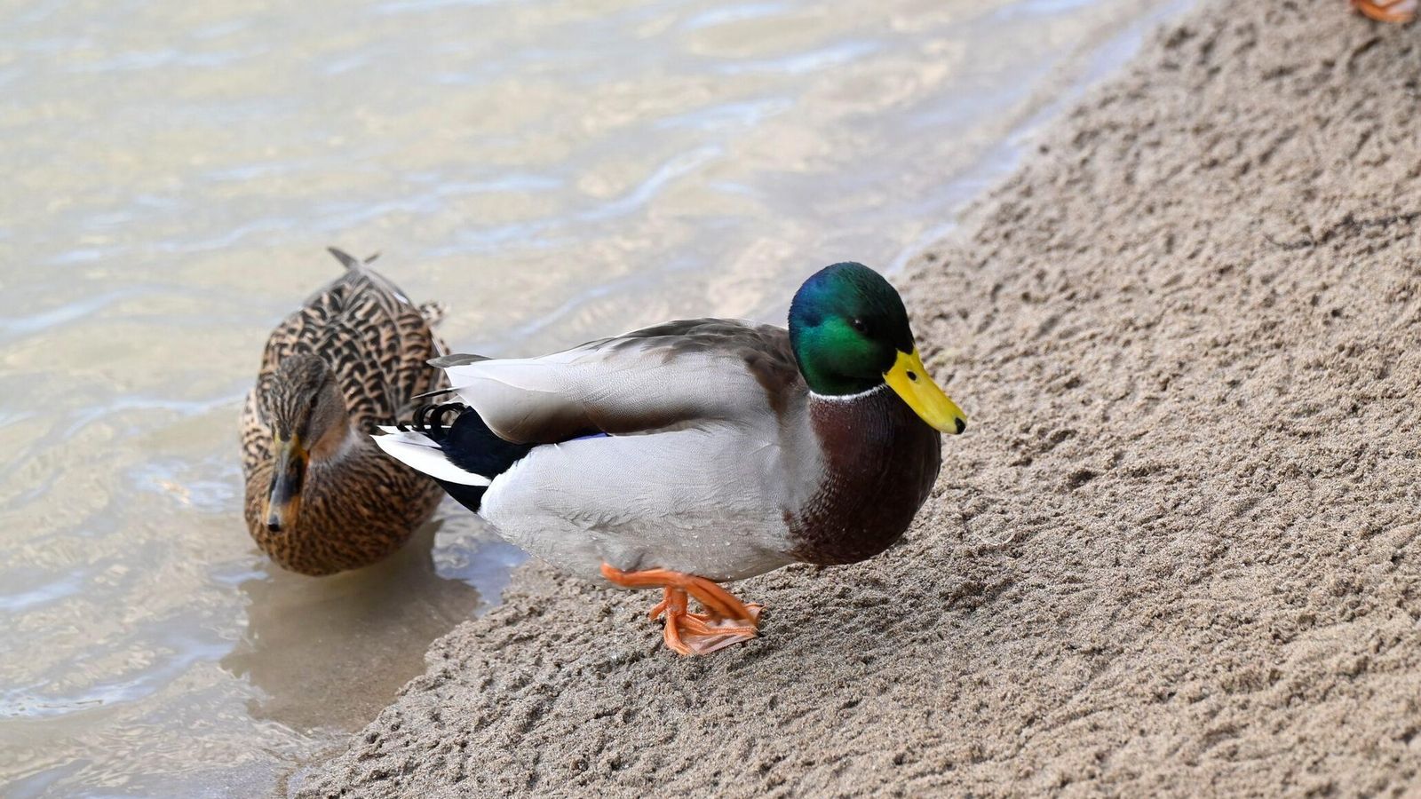 Varias aves acuáticas en Córdoba capital.