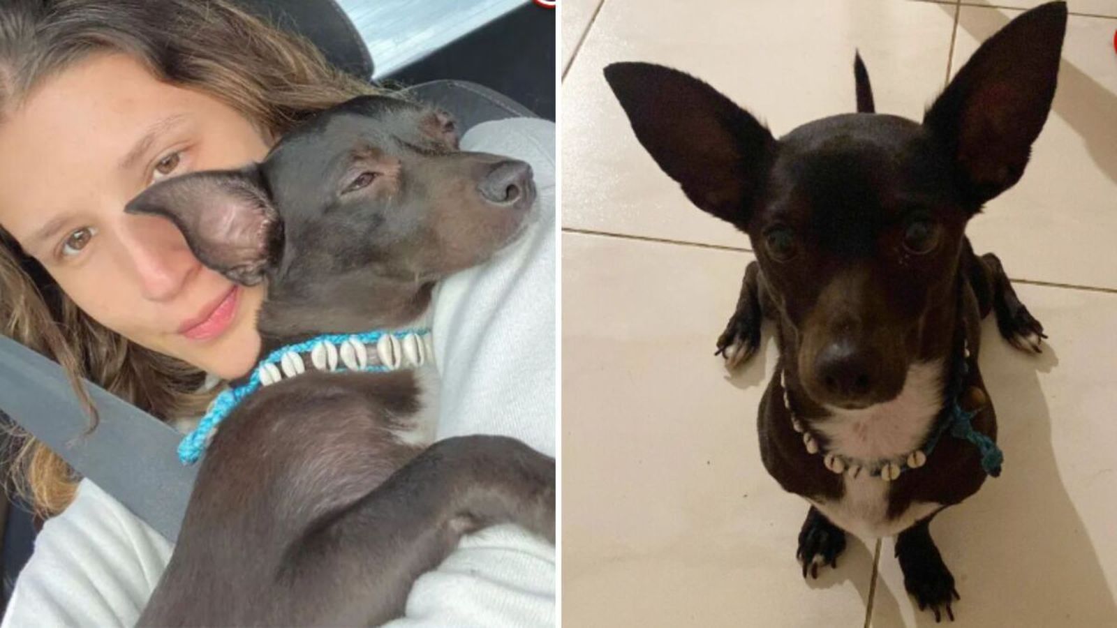 Encuentran a la perra desaparecida hace 3 semanas en el aeropuerto más transitado del mundo