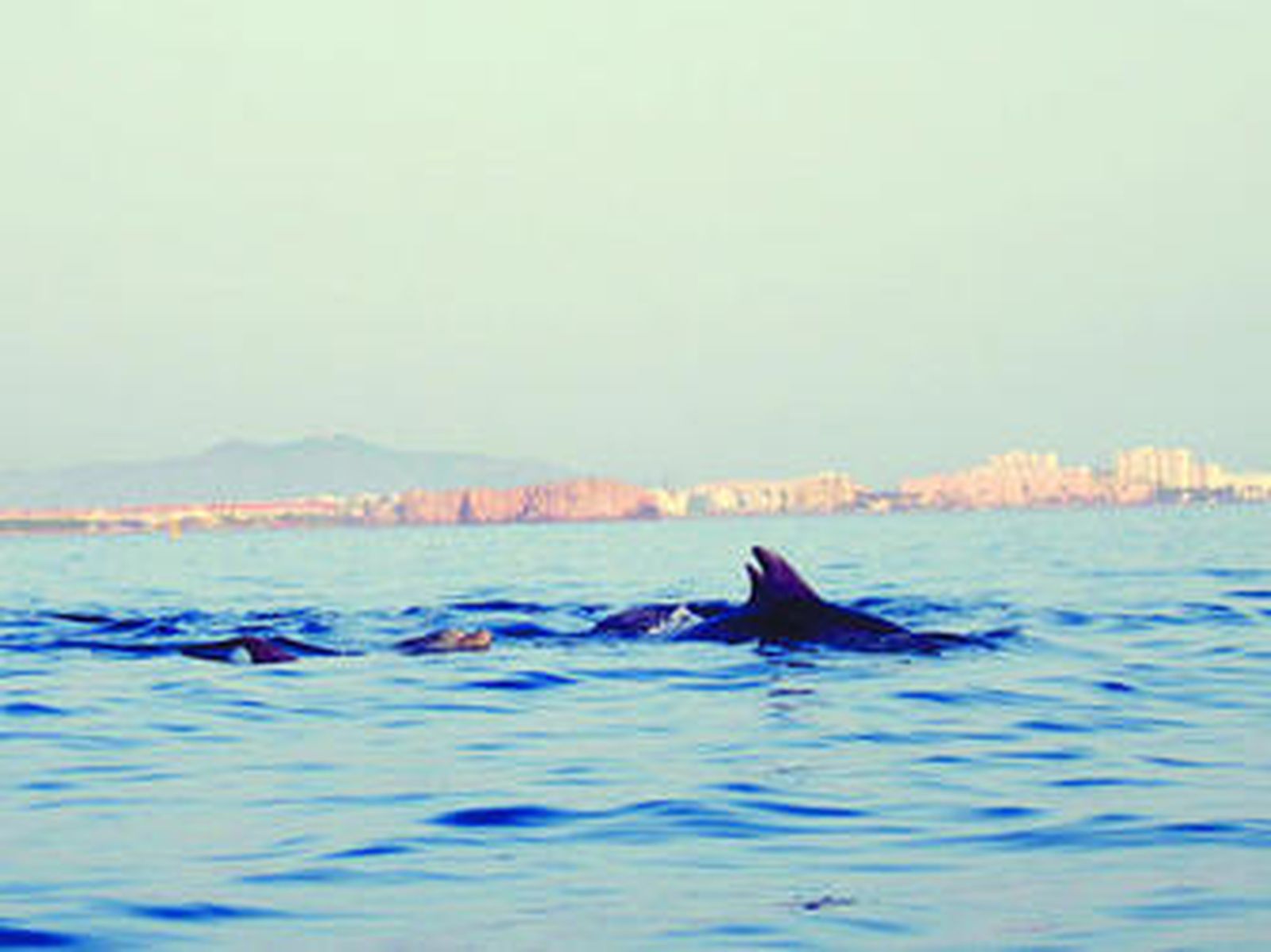 Unos delfines nadan en las playas de Motril.