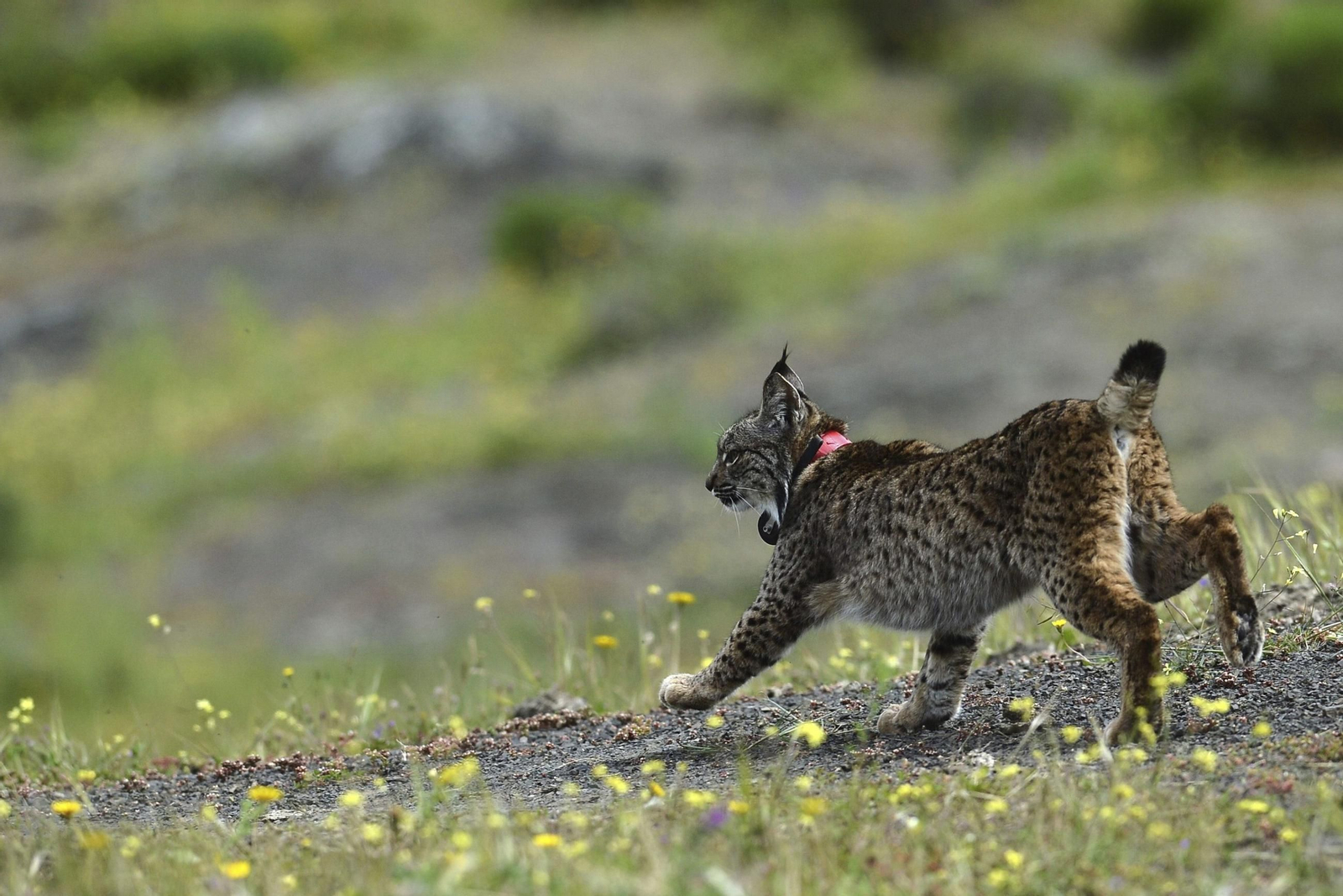 Un lince en una imagen de archivo.