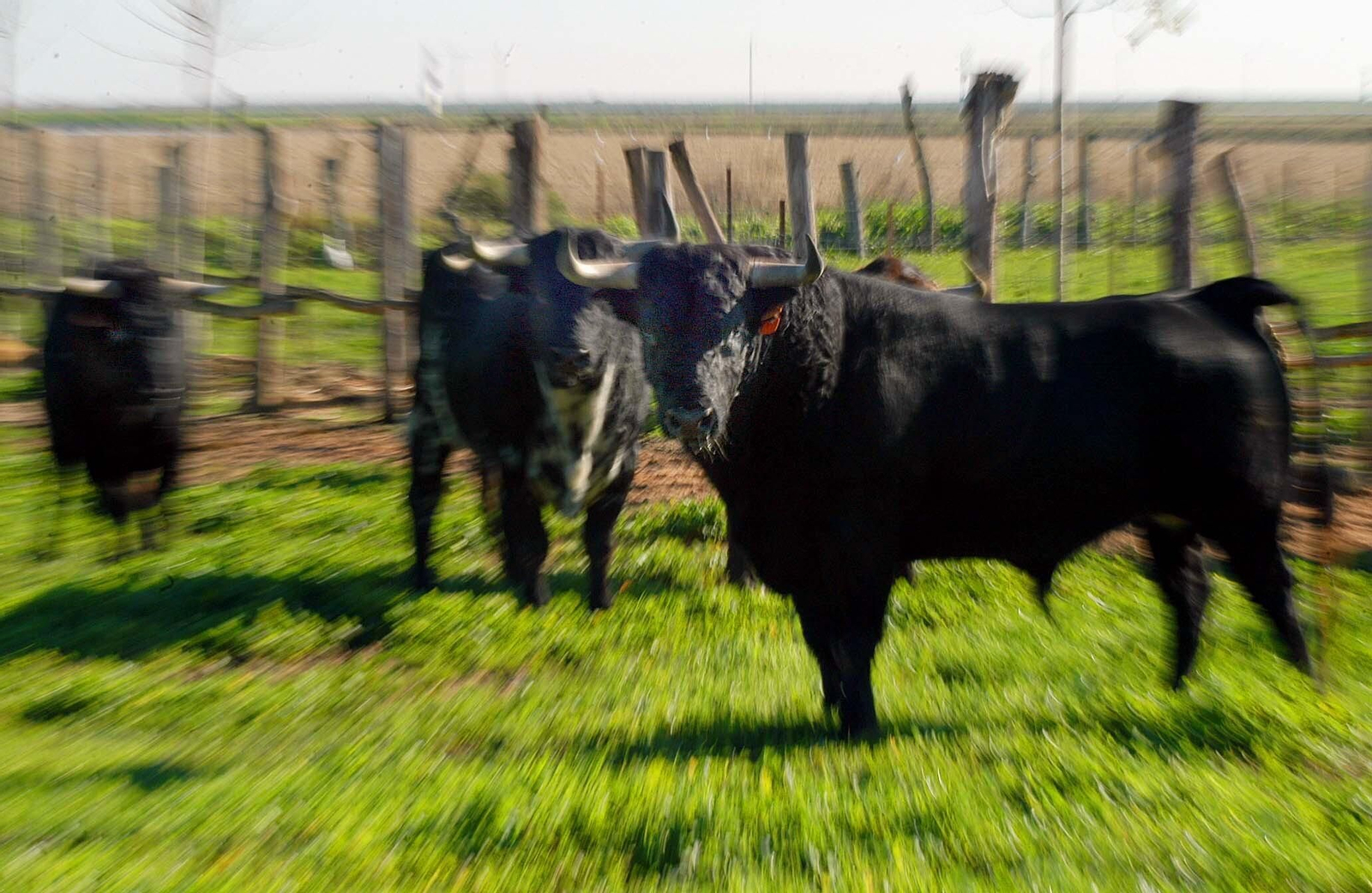 Toros bravos en una dehesa de Andalucía.
