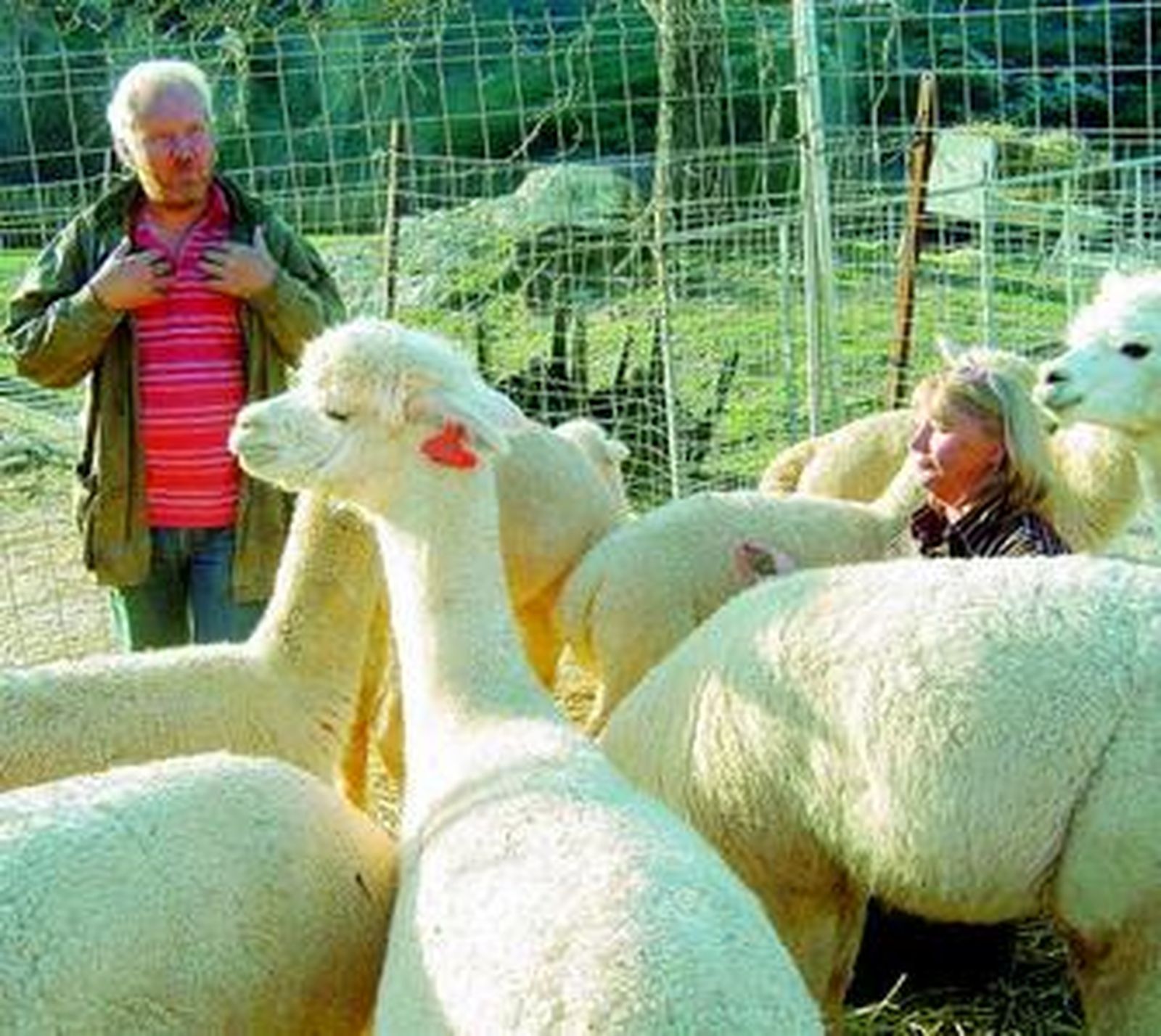 Los Cobb, con varias de las alpacas que cuidan.
