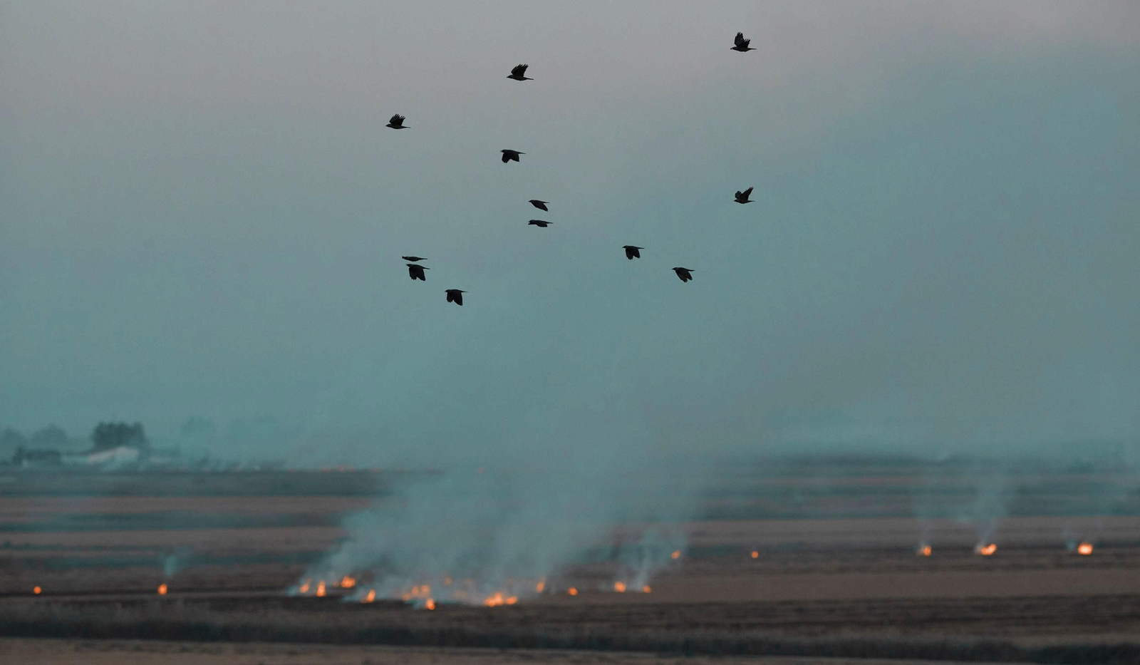 Labores después de la cosecha en las tablas de arroz de las Marismas del Guadalquivir