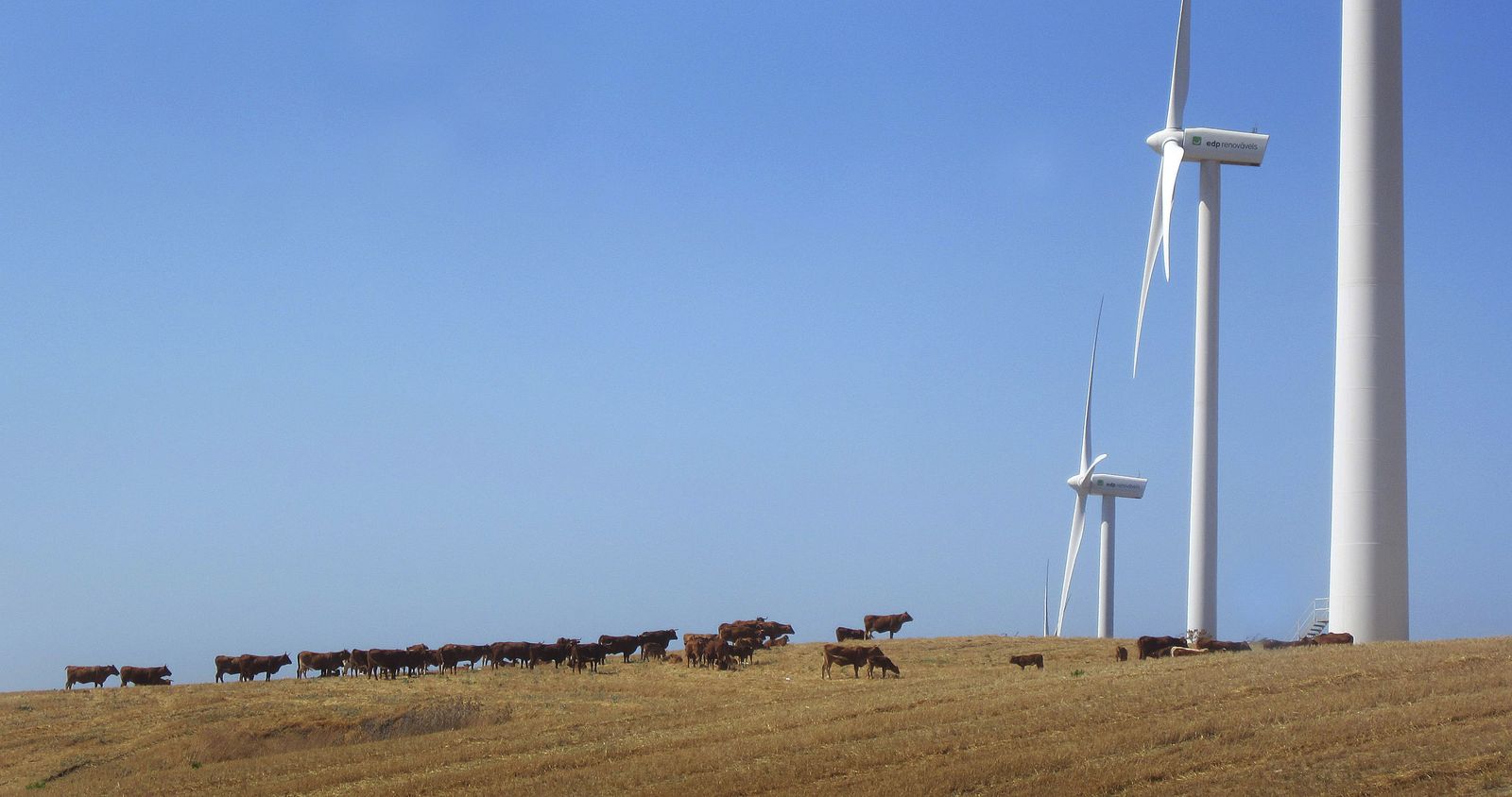 Varios aerogeneradores ya instalados en otro parque en Vejer.