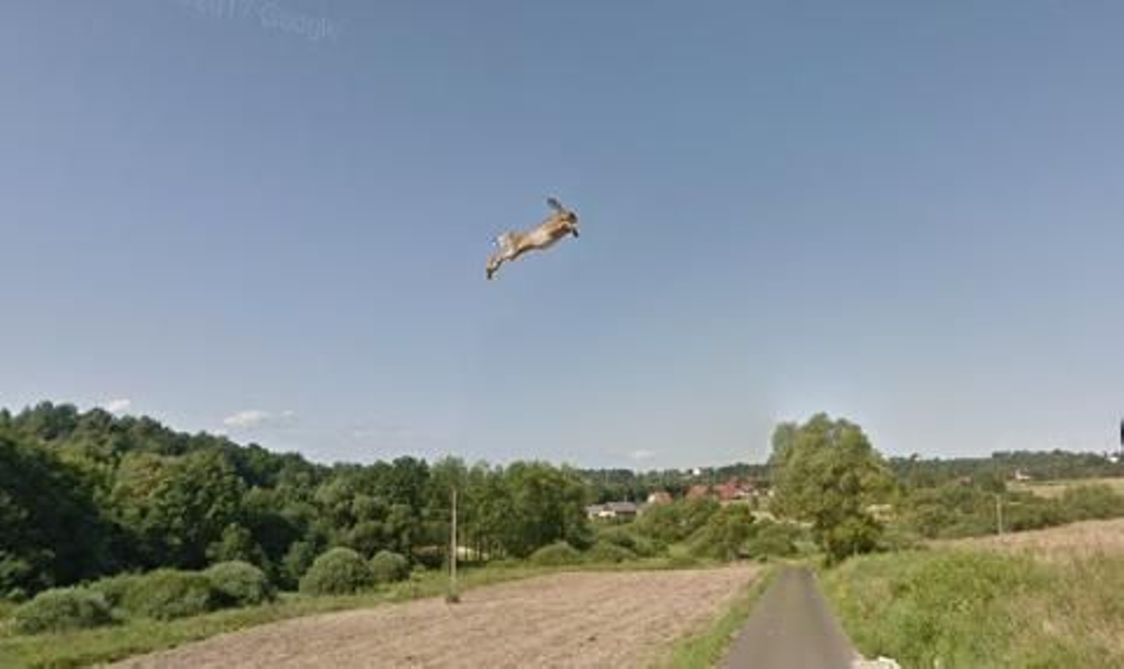 Google capta la paranoia del año en Street View: un conejo 'volando' sobre una carretera
