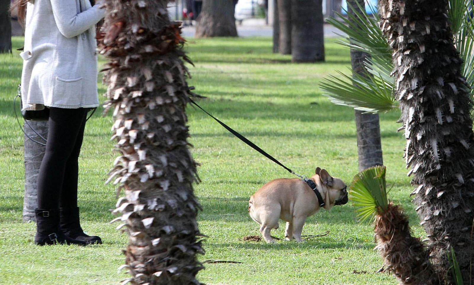 Los dos pueblos de Huelva que analizarán el ADN de excrementos de perros para multar a sus dueños