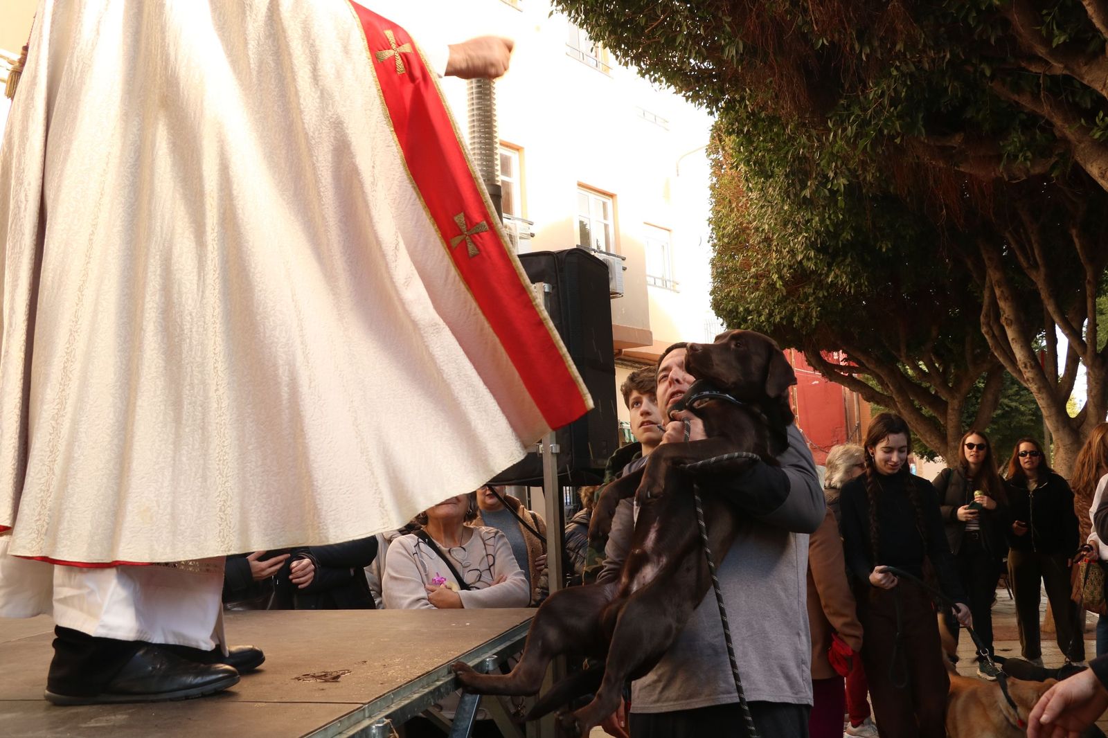 Así ha sido la bendición de las mascotas y la subasta de 'rabicos' en el casco histórico de Almería