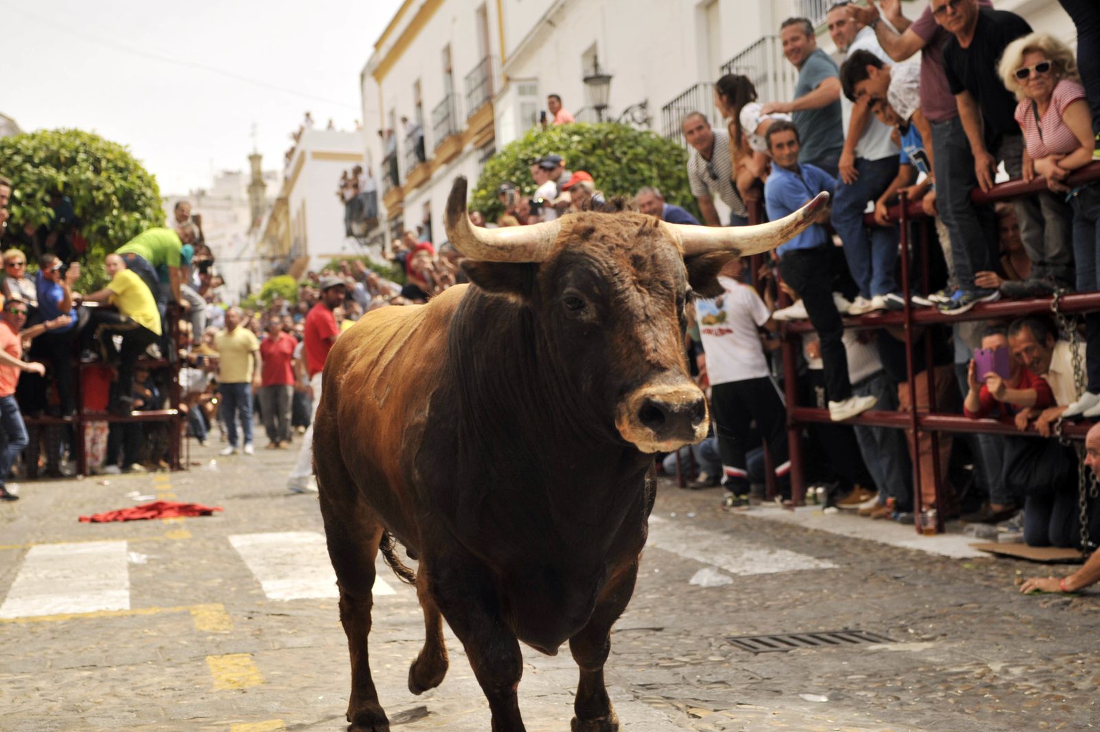 Las imágenes del Toro del Aleluya