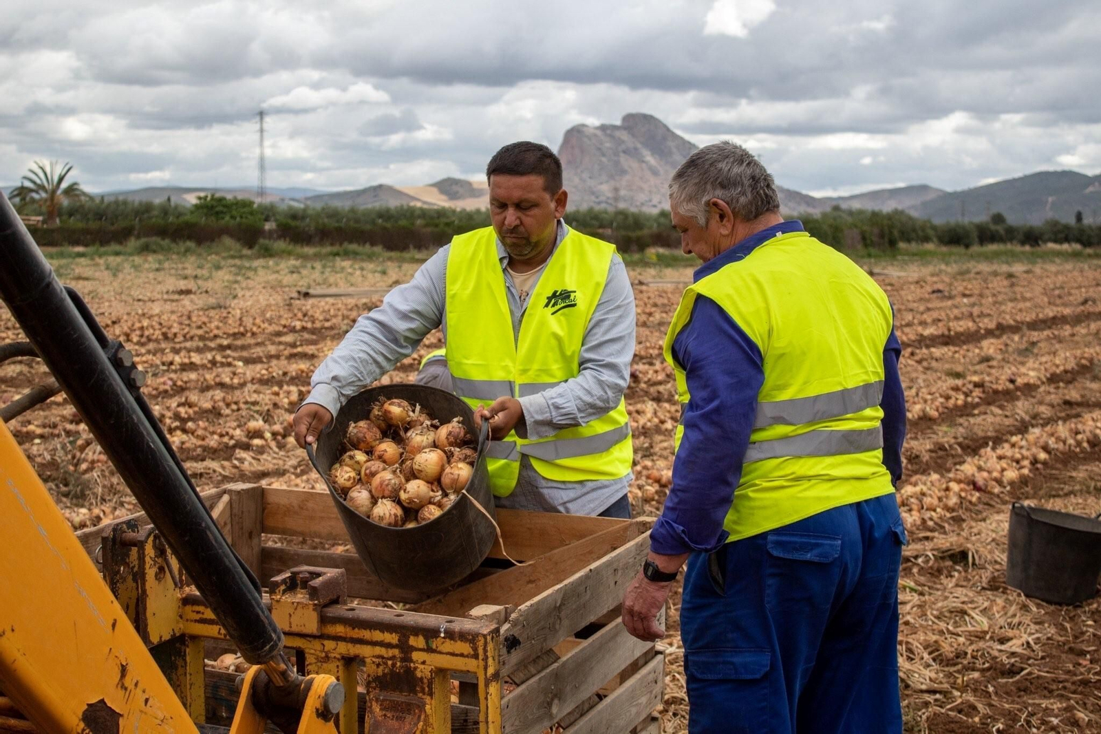 Agricultores de cebolla de Antequera. Agricultores de cebolla de Antequera.