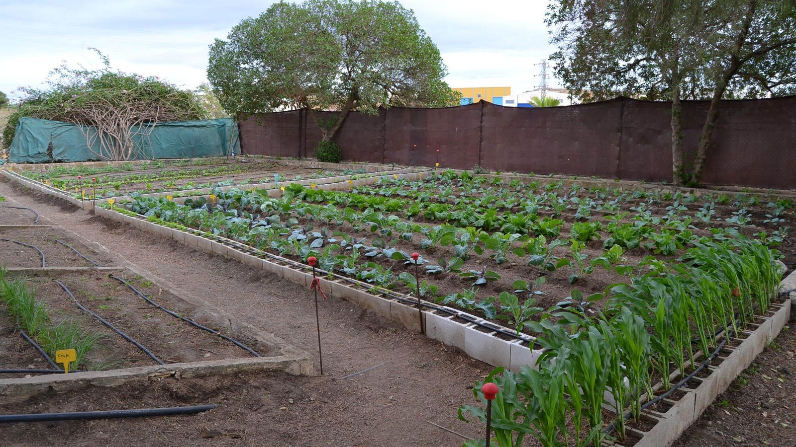 Huerta creada por los alumnos.