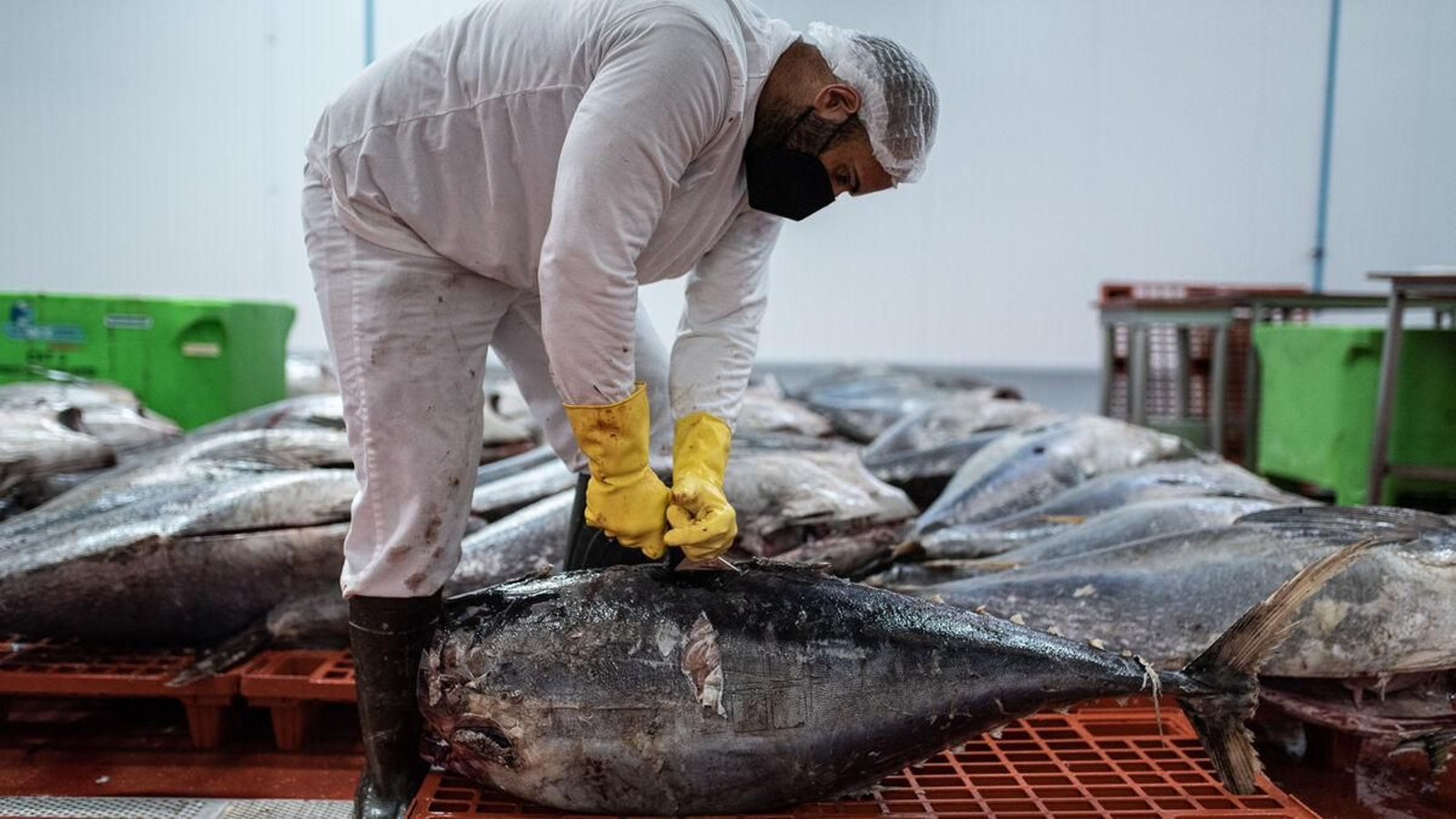 Atún de Isla Cristina