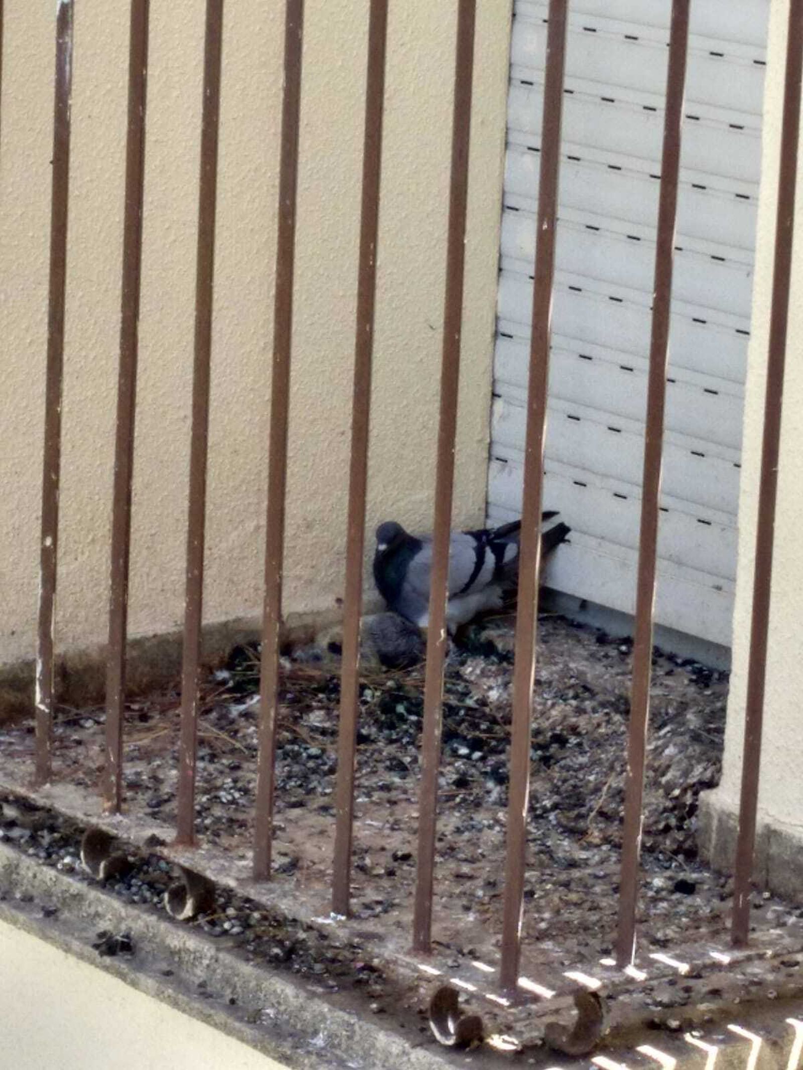 Una imagen de una de las palomas en una terraza.