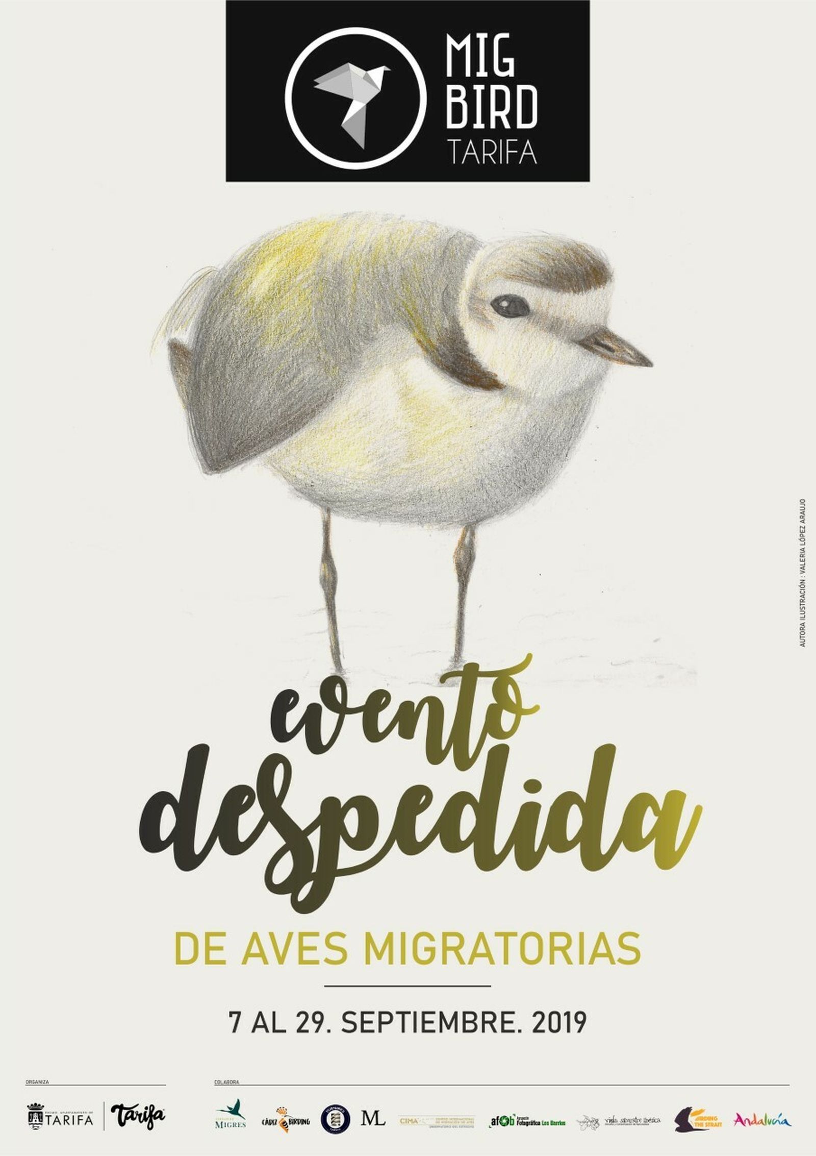 Un chorlitejo dibujado por la estudiante tarifeña Valeria López Araujo.