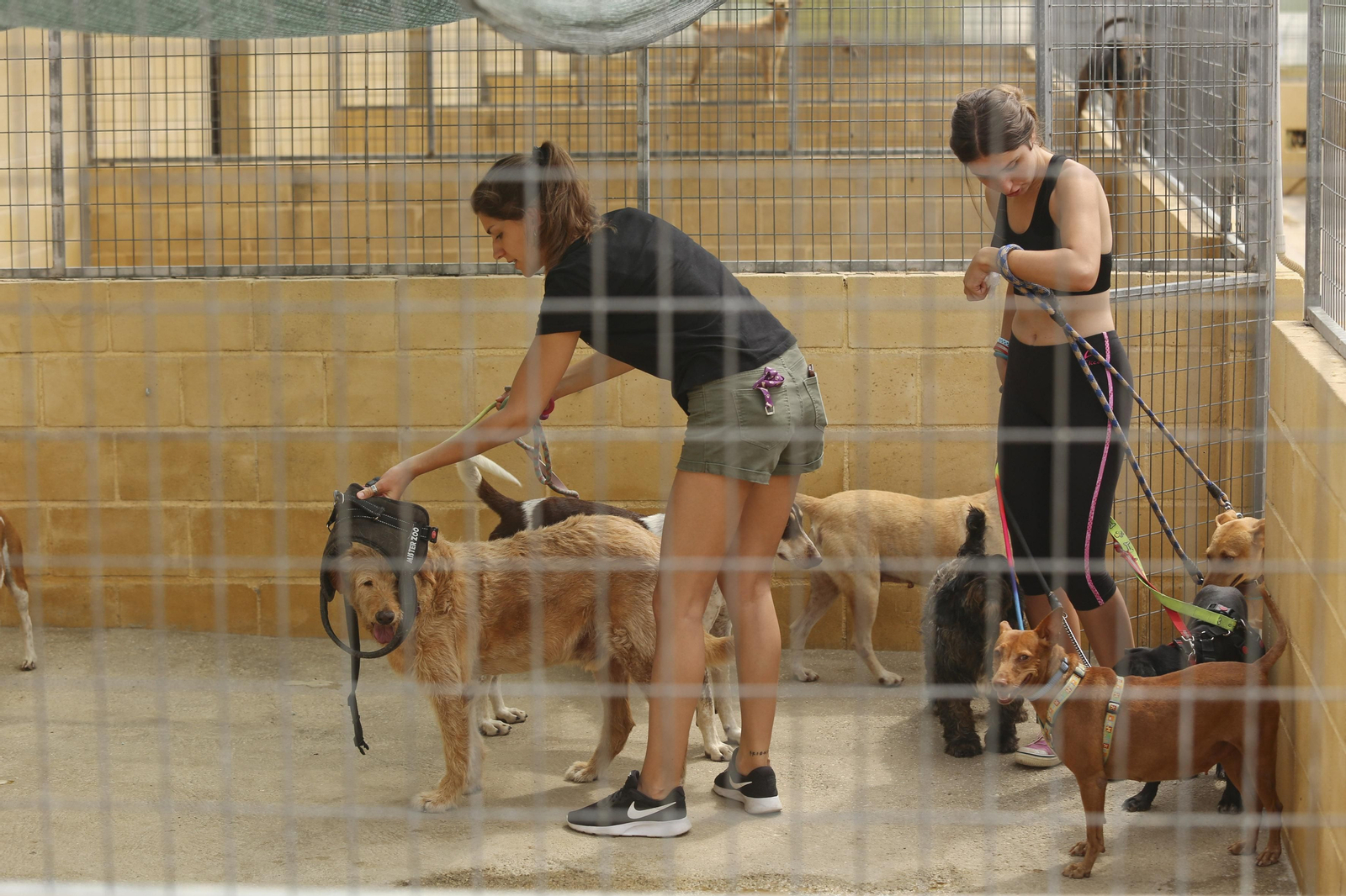 Las fotos de los animales de la Protectora de Málaga Las fotos de los animales de la Protectora de Málaga