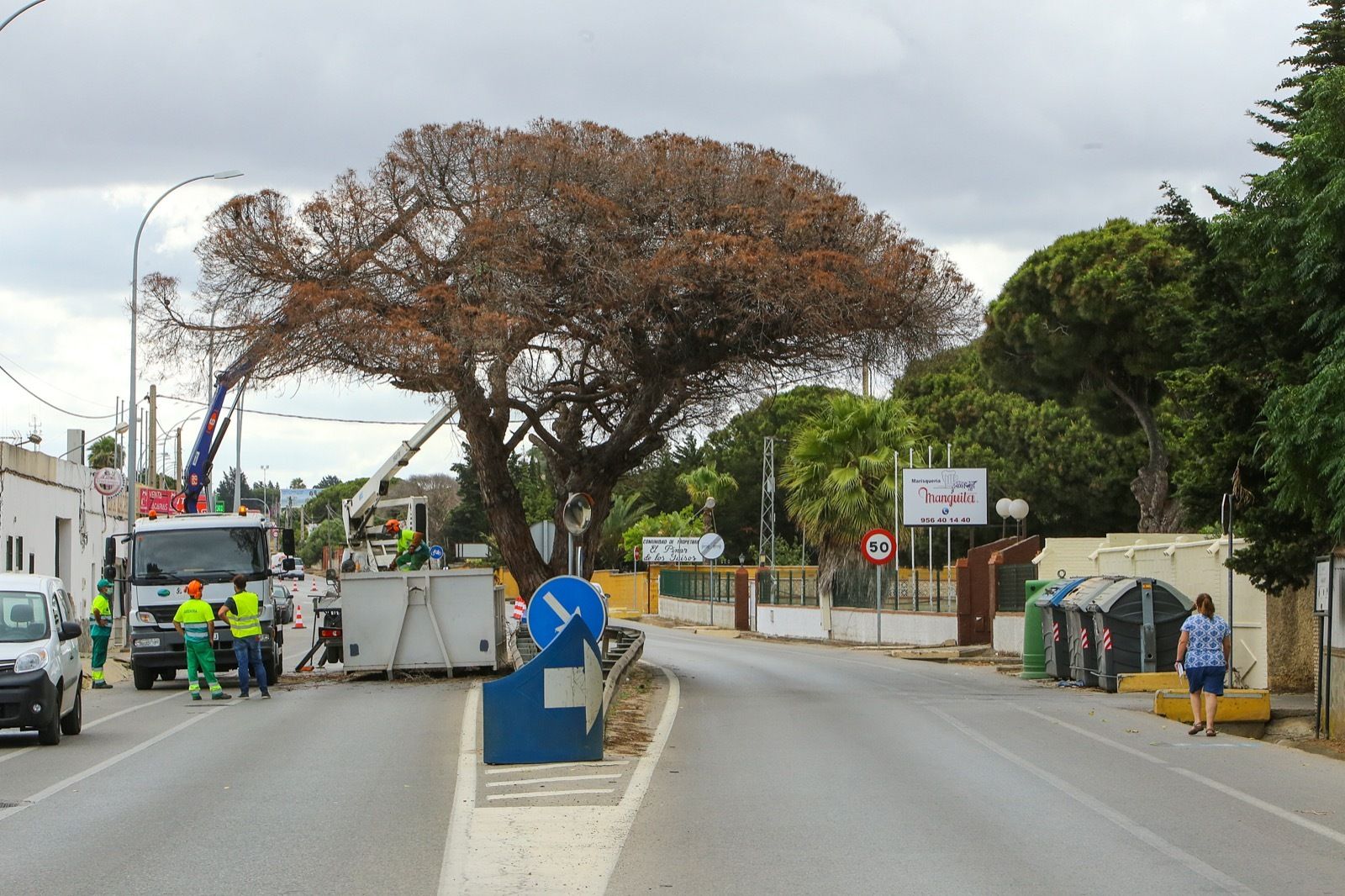 Labores de poda del pino de Las Lagunas.