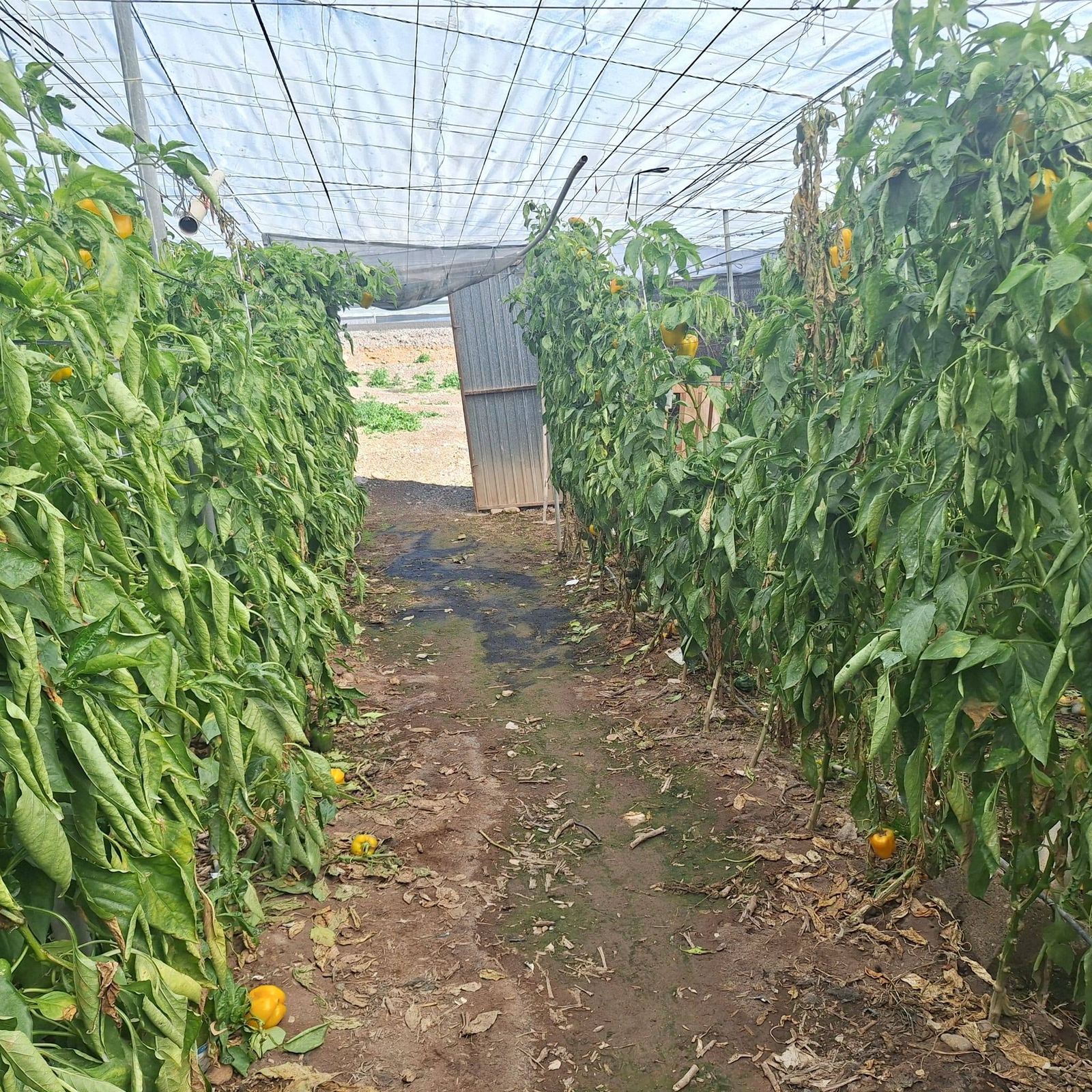 Producción afectada.