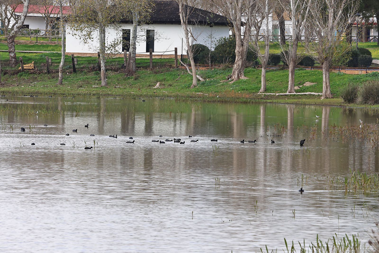 Estado actual en el que se encuentran las Marismas del Rocío tras las últimas lluvias