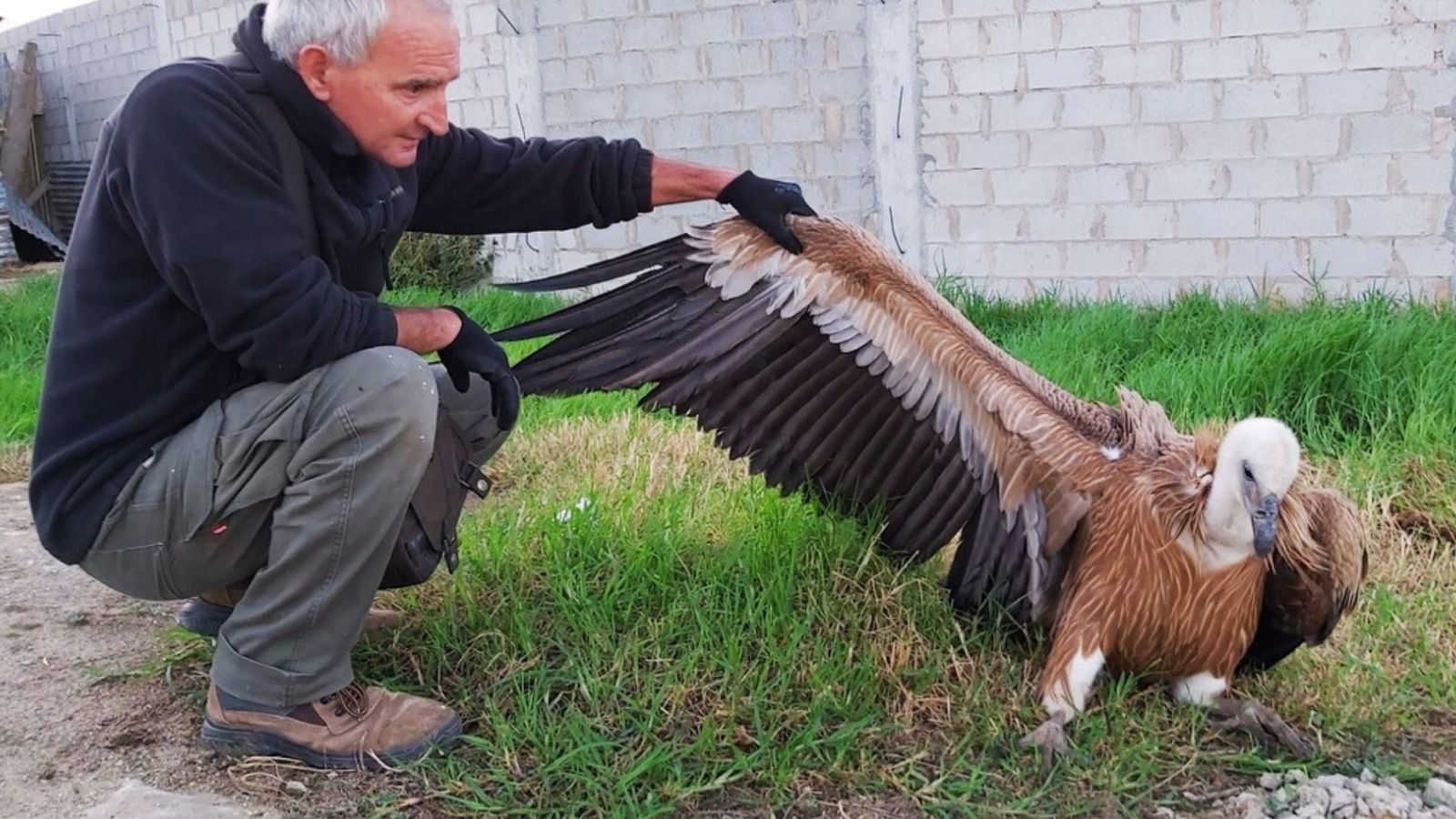 Un voluntario de Verdemar rescata a un buitre leonado que cayó junto a las vías del tren.