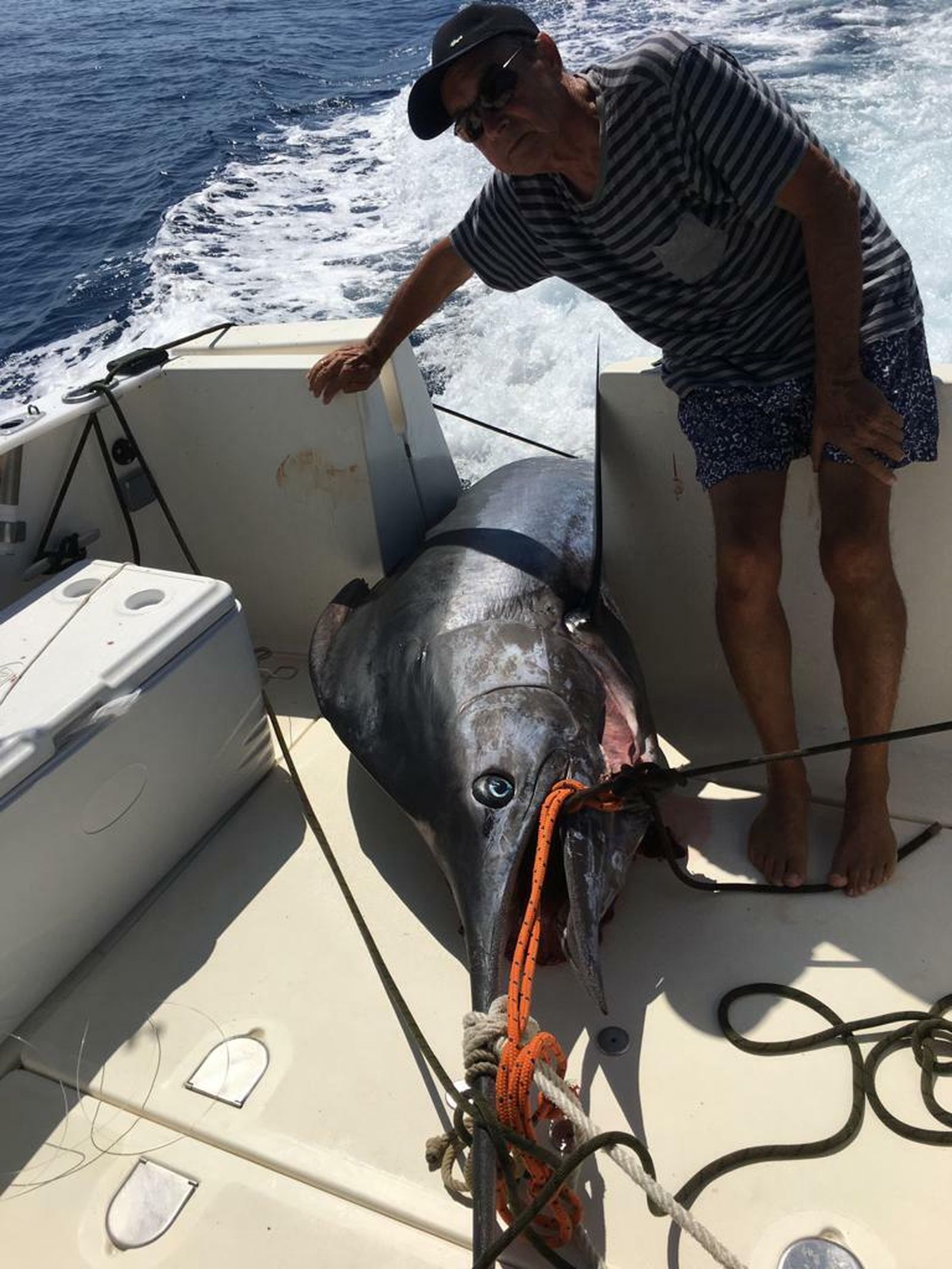 El marlín una vez subido a bordo de la embarcación.
