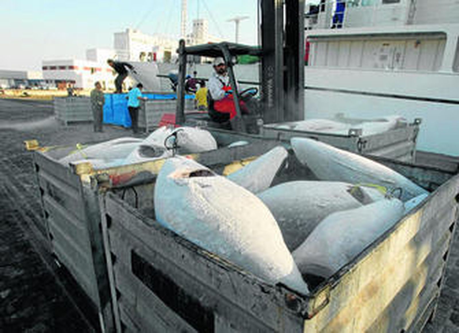 Los atunes sashimi, recién descargados del barco en el que llegaron estos días hasta la nave de Tunamar, en la Zona Franca de Cádiz.