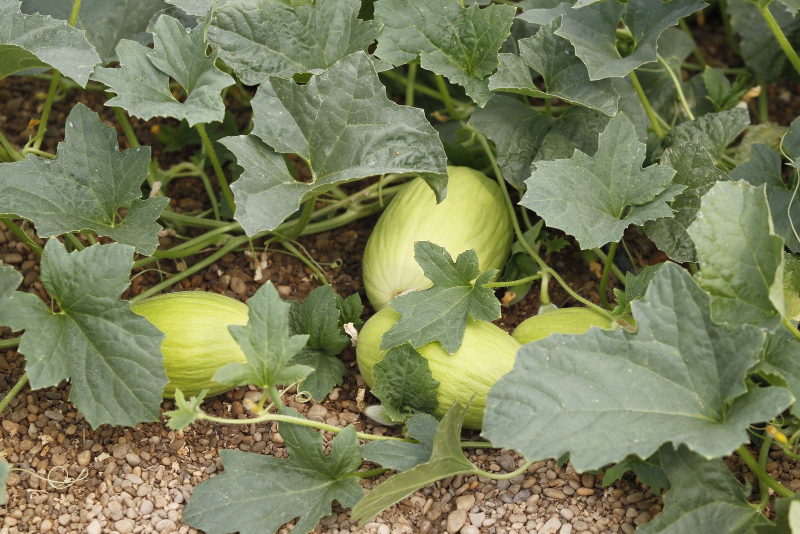 Cultivo de melón en La Mojonera.