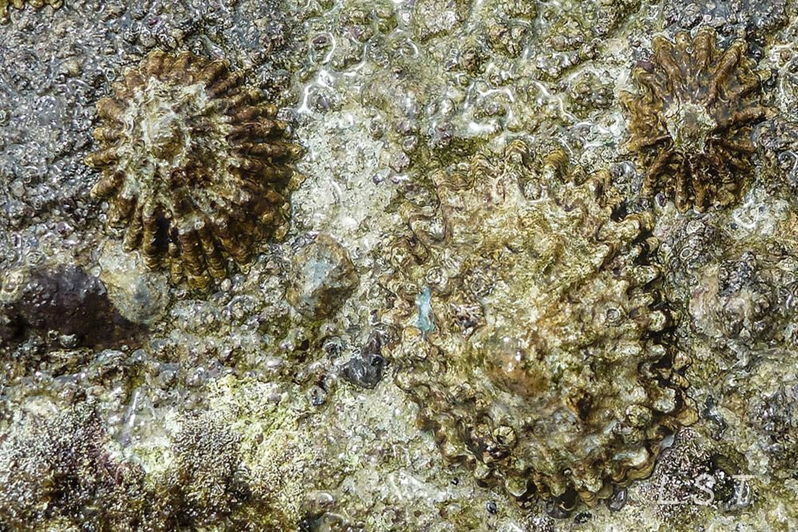 Patella ferruginosa. Patella ferruginosa.
