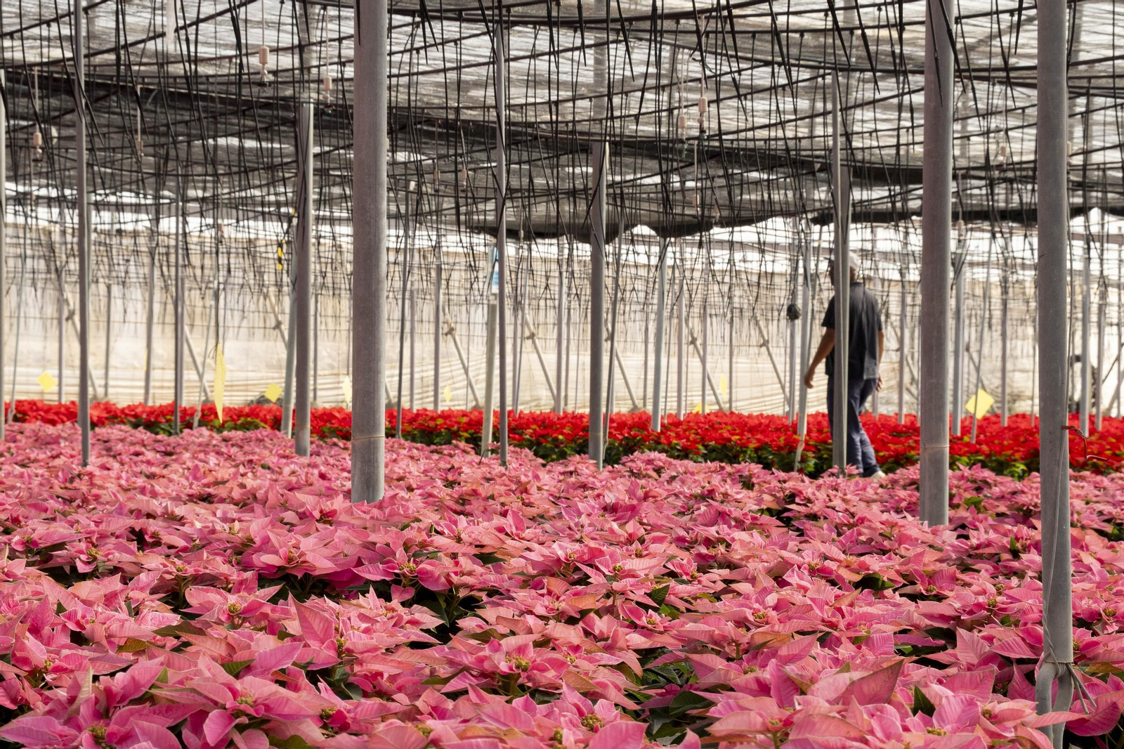 Así son las flores de pascua de SolísPlant, en imágenes