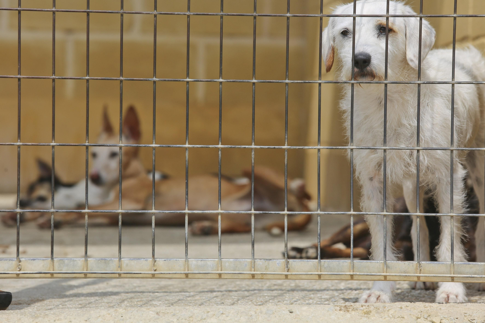 Las fotos de los animales de la Protectora de Málaga Las fotos de los animales de la Protectora de Málaga