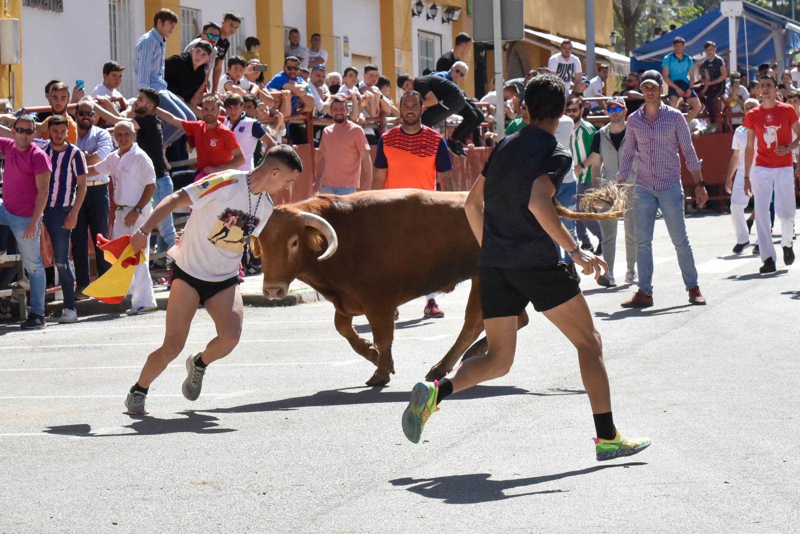 Toro Embolao de Los Barrios.