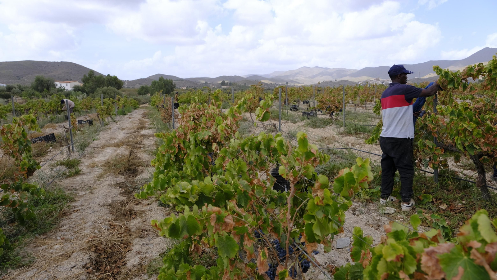 Llega la vendimia a las Bodegas Perfer, en Uleila del Campo