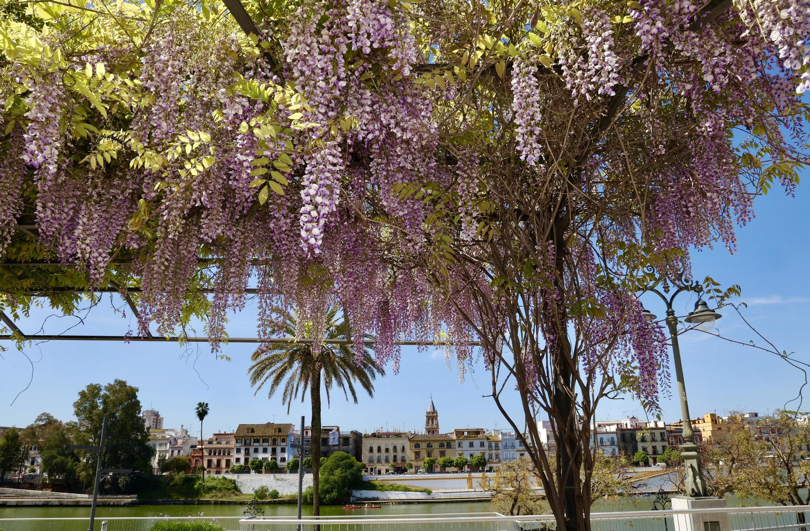 La belleza de las glicinias del Paseo de Cristóbal Colón