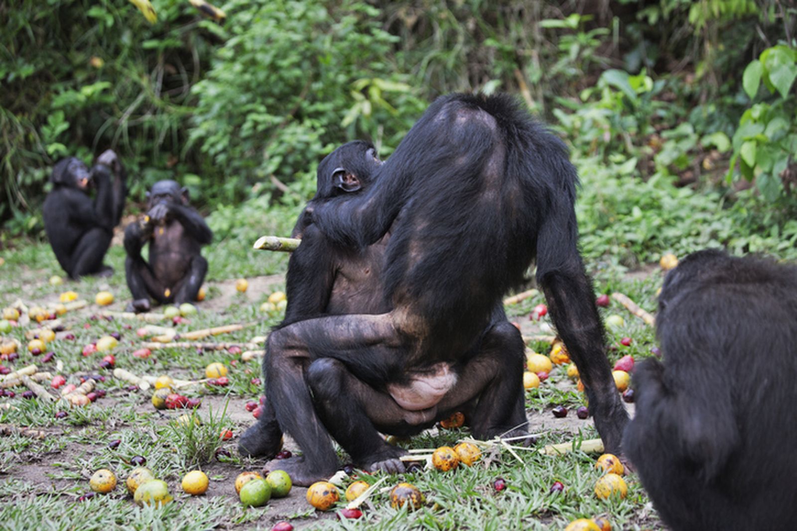 Un estudio afirma que los animales mamíferos más sociales tienden a un comportamiento homosexual
