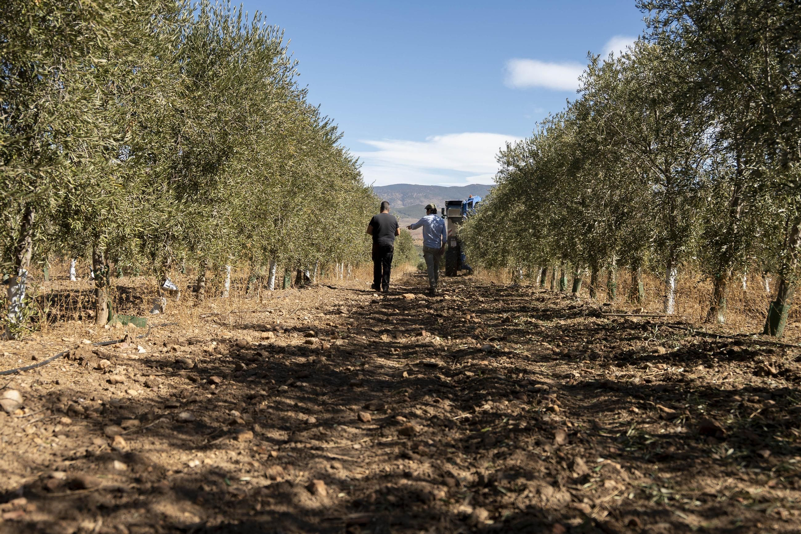 Las imágenes de la campaña recogida de acetuna en Fiñana