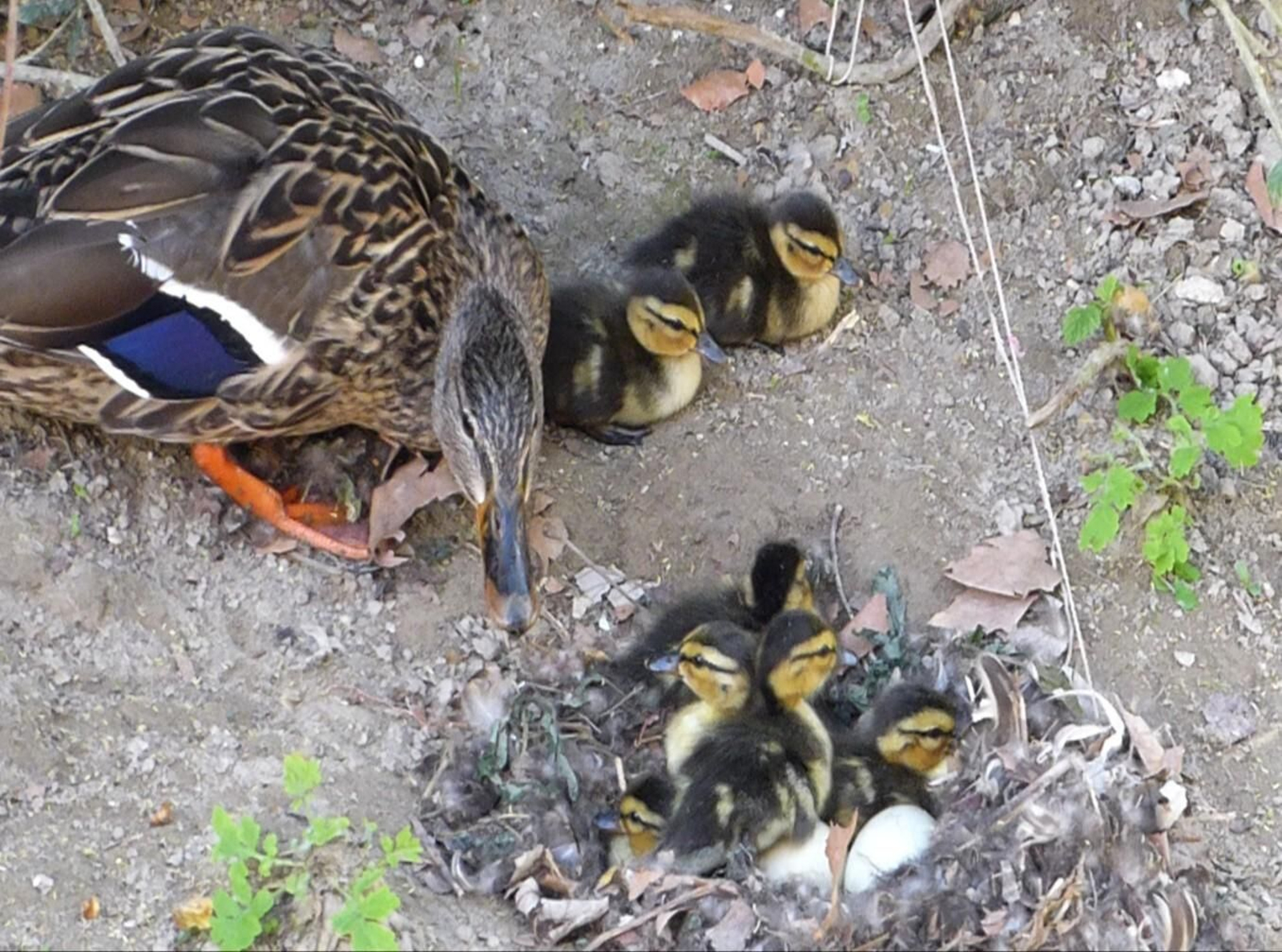 La camada de patitos, en el río Darro.