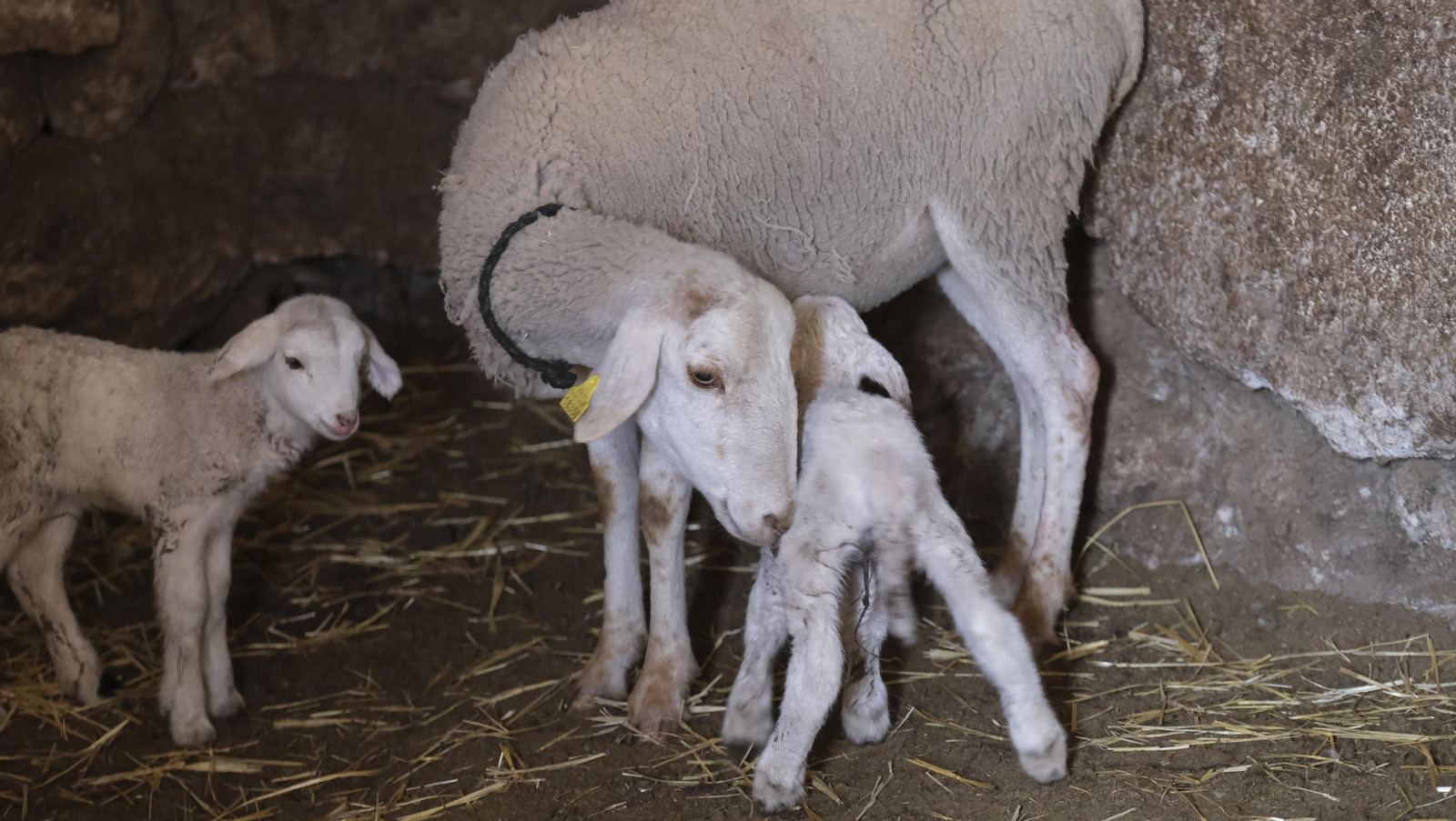 Fotogalería de la ganadería tradicional de Vélez Rubio, las imágenes más tiernas de los corderos recién nacidos