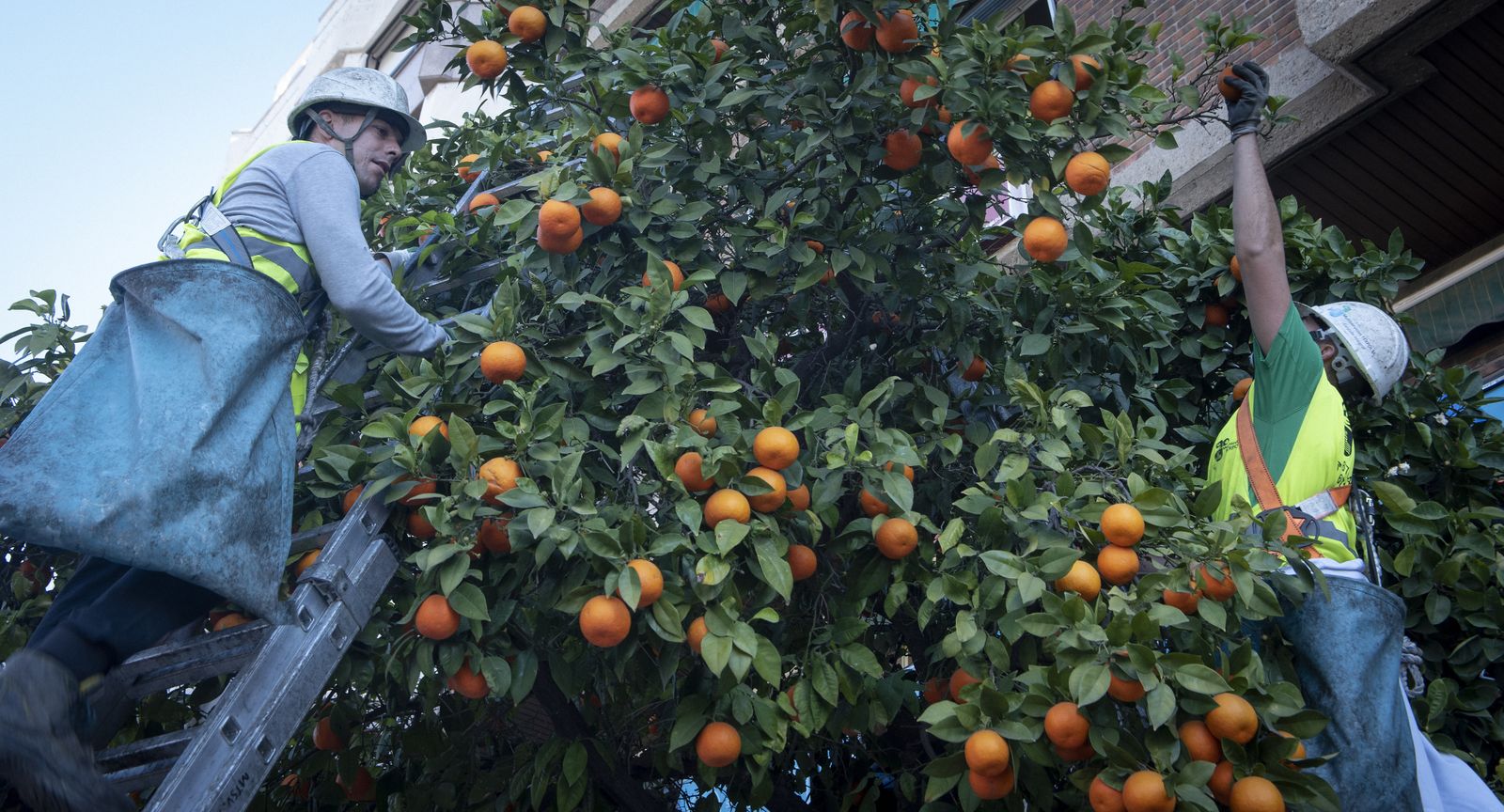 La recogida de naranja amarga en Sevilla