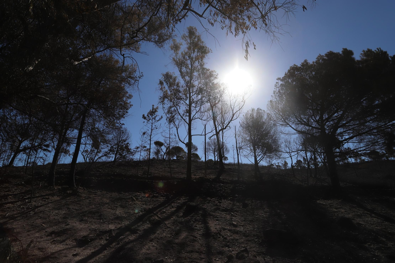 Imágenes de las zonas devastadas por el incendio de Almonaster la Real