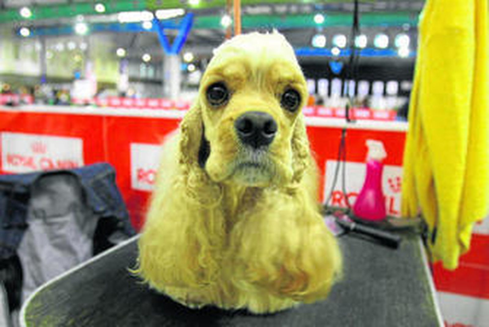 Una de las mascotas con trenzas.