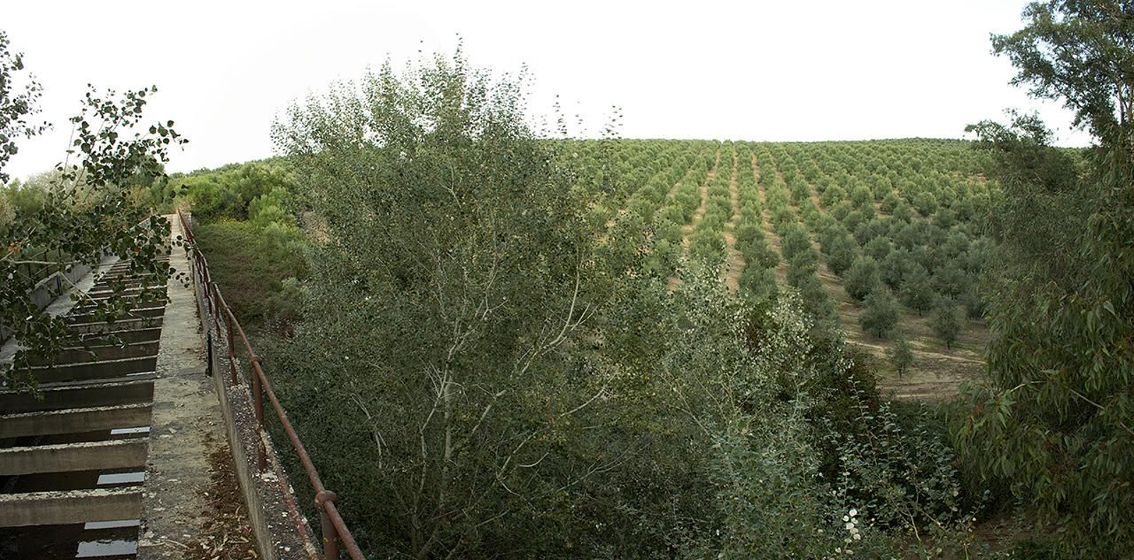 Acueducto del Zumajo. Dehesa de Berlanga