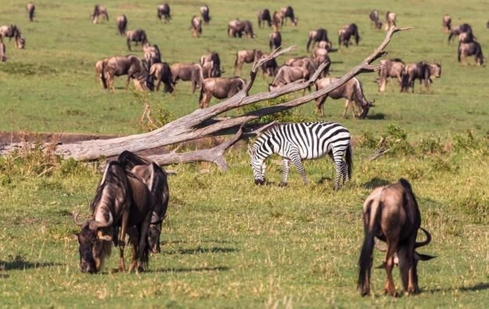 Kenia decide contar todos los animales y preparar un plan para el turismo