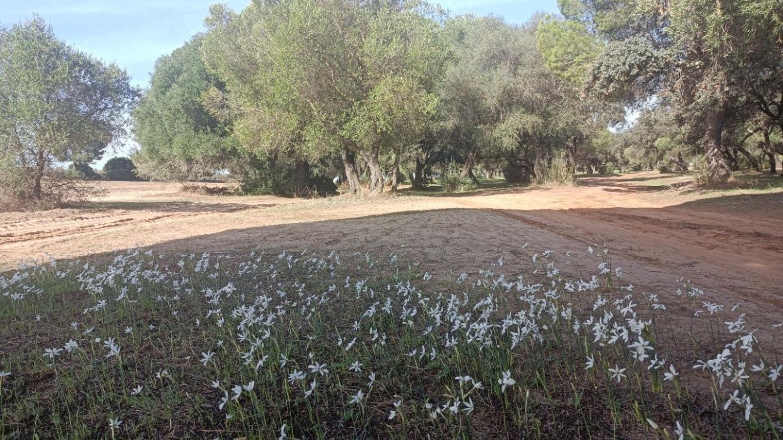 Pinar de San Diego. La ermita está tras estos árboles. Pinar de San Diego. La ermita está tras estos árboles.