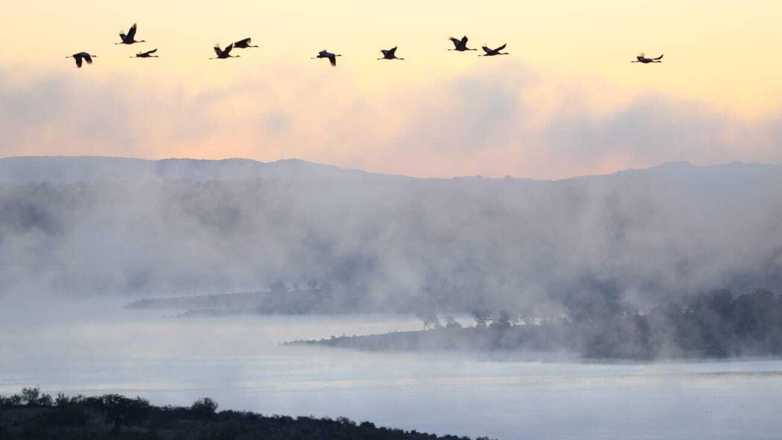Una bandada de grullas, en Los Pedroches.