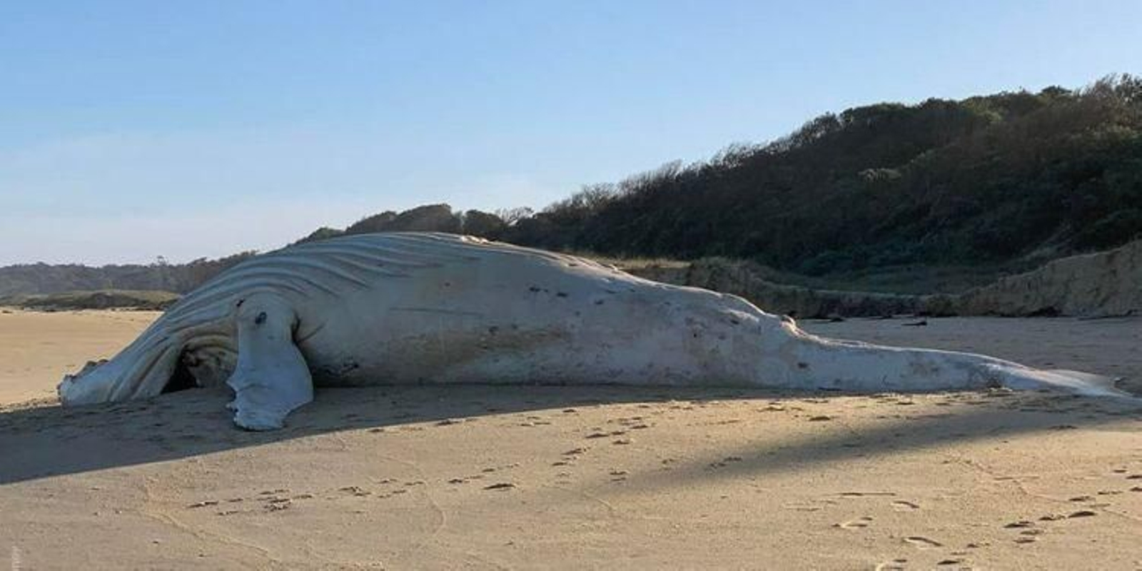 Encuentran muerta una ballena albina en una playa del sur de Australia
