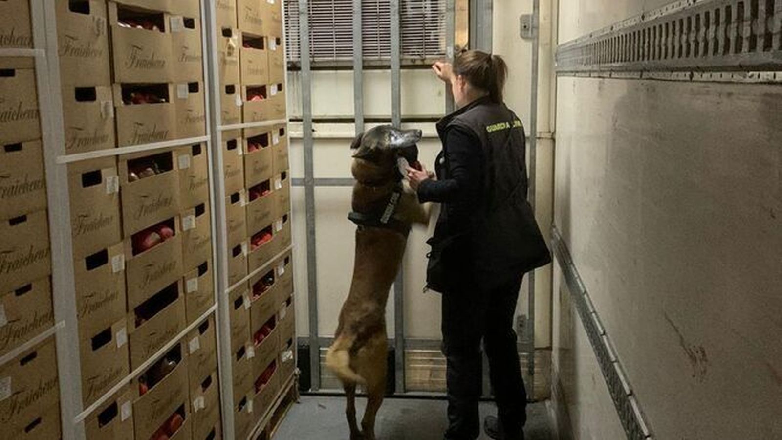 Intervienen en el Puerto de Motril cerca de 300 kilos de hachís ocultos en un camión frigorífico
