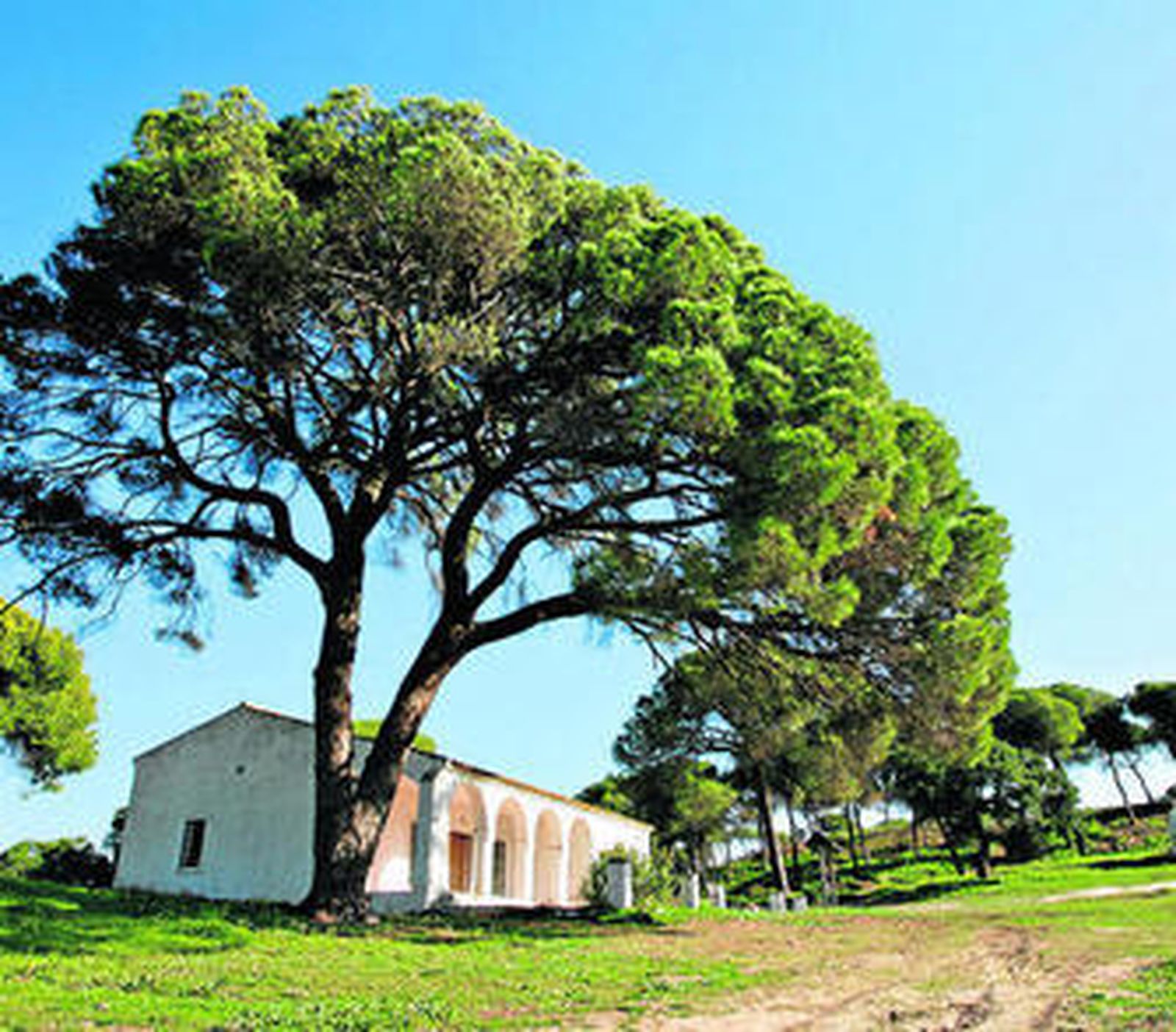 Fuentepiña y el árbol de Platero ya están protegidos por la Junta