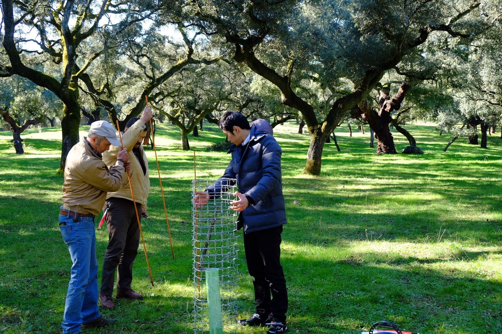 Taishi Yamamoto en el finca La Jineta sembrando una encina.