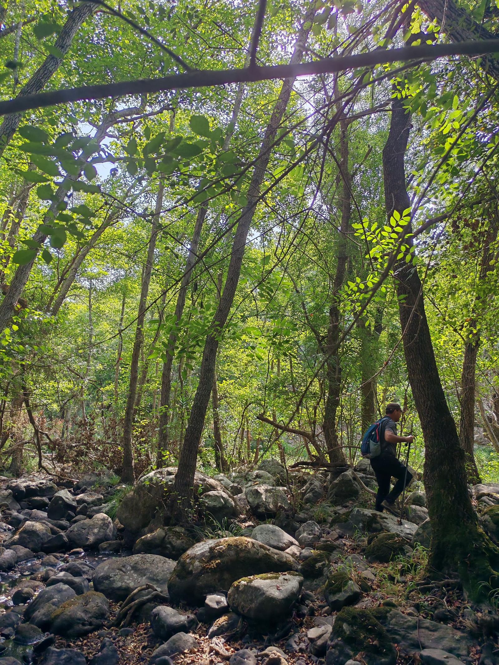 Bajo el bosque de galería del arroyo del Raudal.