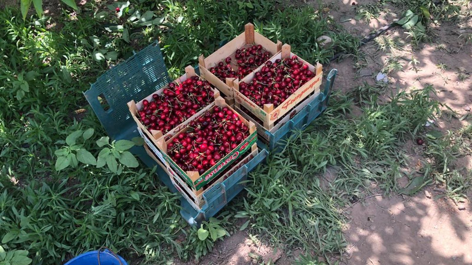 Recolección de cereza desarrollada en los últimos días. Recolección de cereza desarrollada en los últimos días.