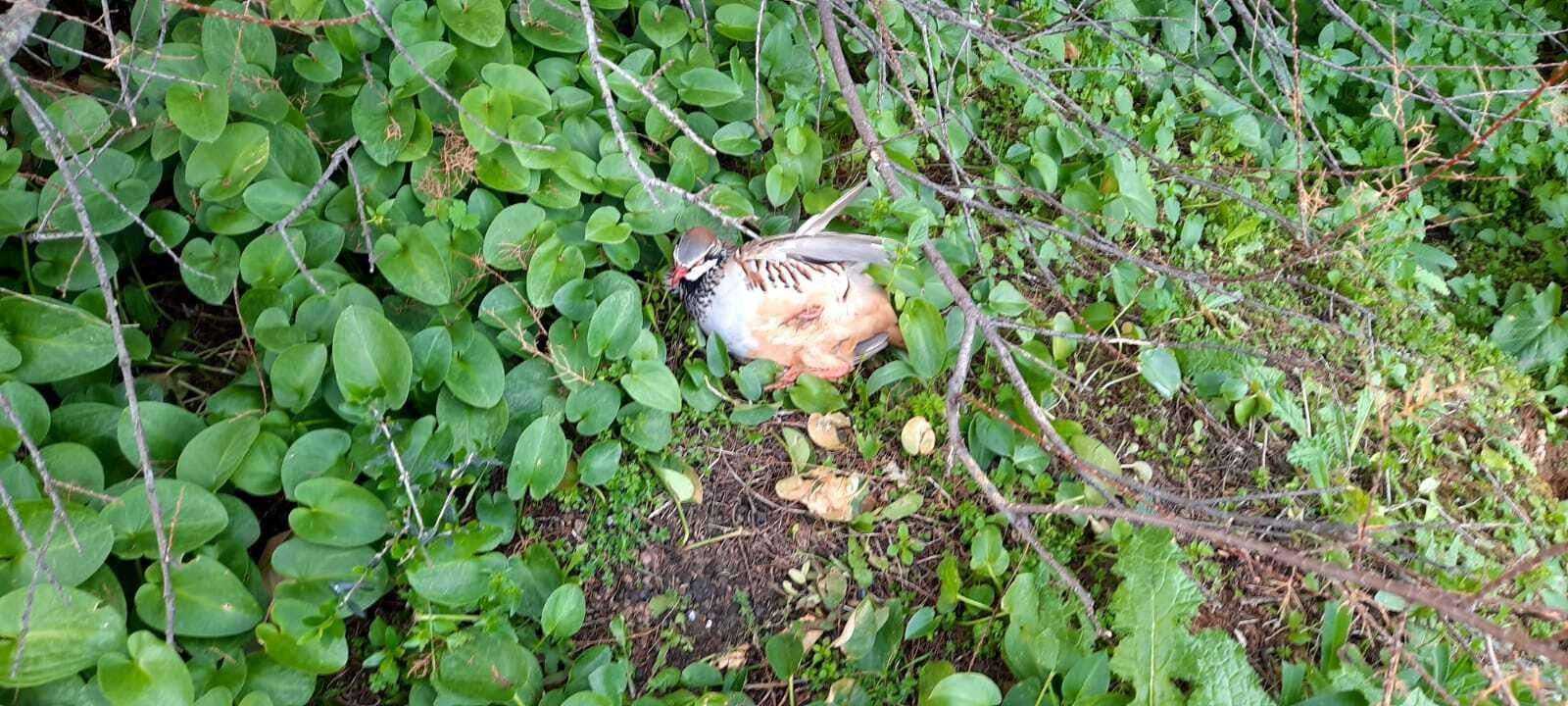 Una perdiz muerta en el Parque Tamarguillo.